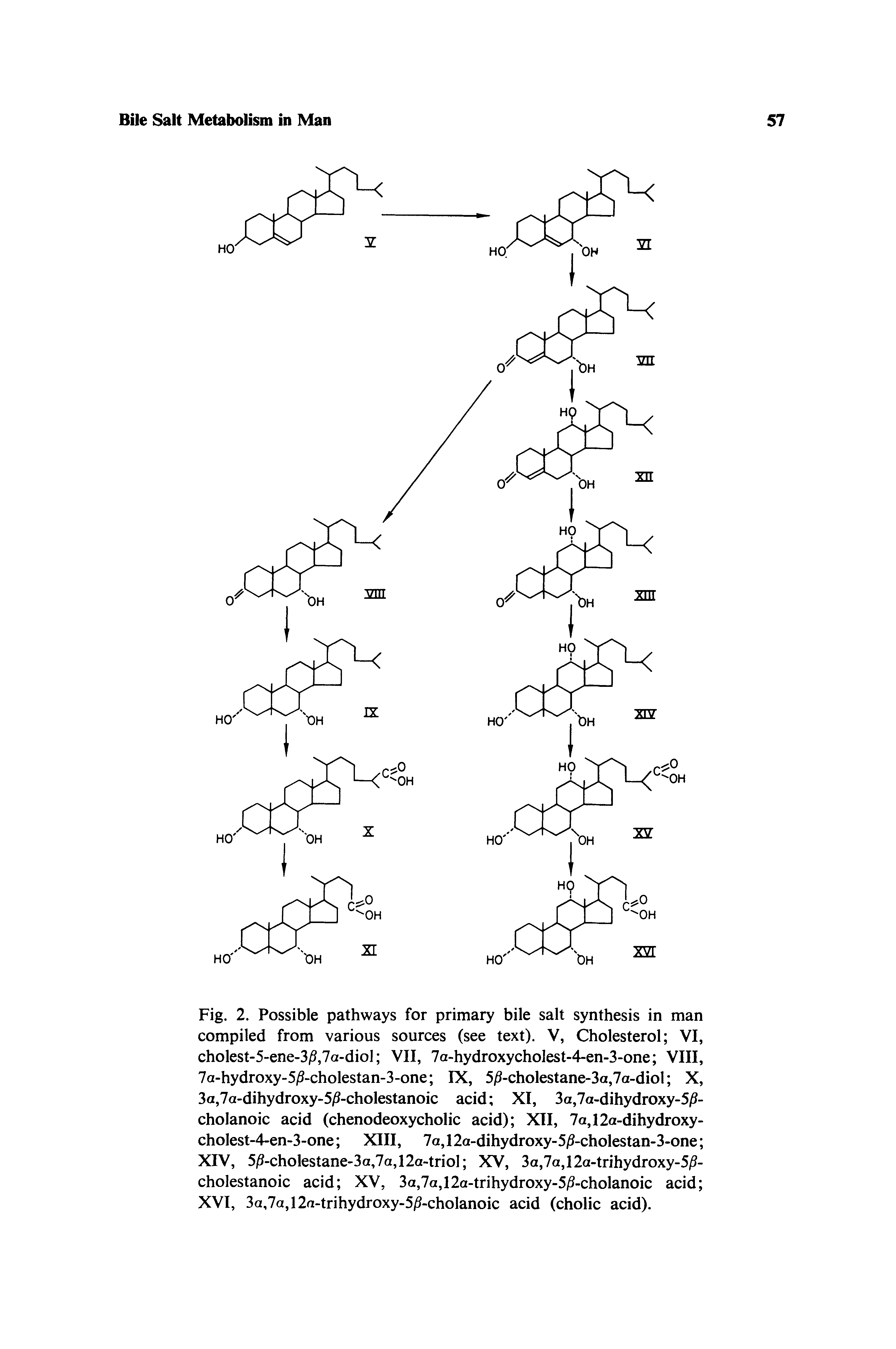 Fig. 2. Possible pathways for primary bile salt synthesis in man compiled from various sources (see text). V, Cholesterol VI, cholest-5-ene-3i3,7a-diol VII, 7a-hydroxycholest-4-en-3-one VIII, 7a-hydroxy-5/S-cholestan-3-one IX, 5/3-cholestane-3a,7a-diol X, 3a,7a-dihydroxy-5/3-cholestanoic acid XI, 3a,7a-dihydroxy-5/5-cholanoic acid (chenodeoxycholic acid) XII, 7a,12a-dihydroxy-cholest-4-en-3-one XIII, 7a,12a-dihydroxy-5/3-cholestan-3-one XIV, 5 -cholestane-3a,7a,12a-triol XV, 3a,7a,12a-trihydroxy-5/5-cholestanoic acid XV, 3a,7a,12a-trihydroxy-5/3-cholanoic acid XVI, 3a,7a,12a-trihydroxy-5/3-cholanoic acid (cholic acid).