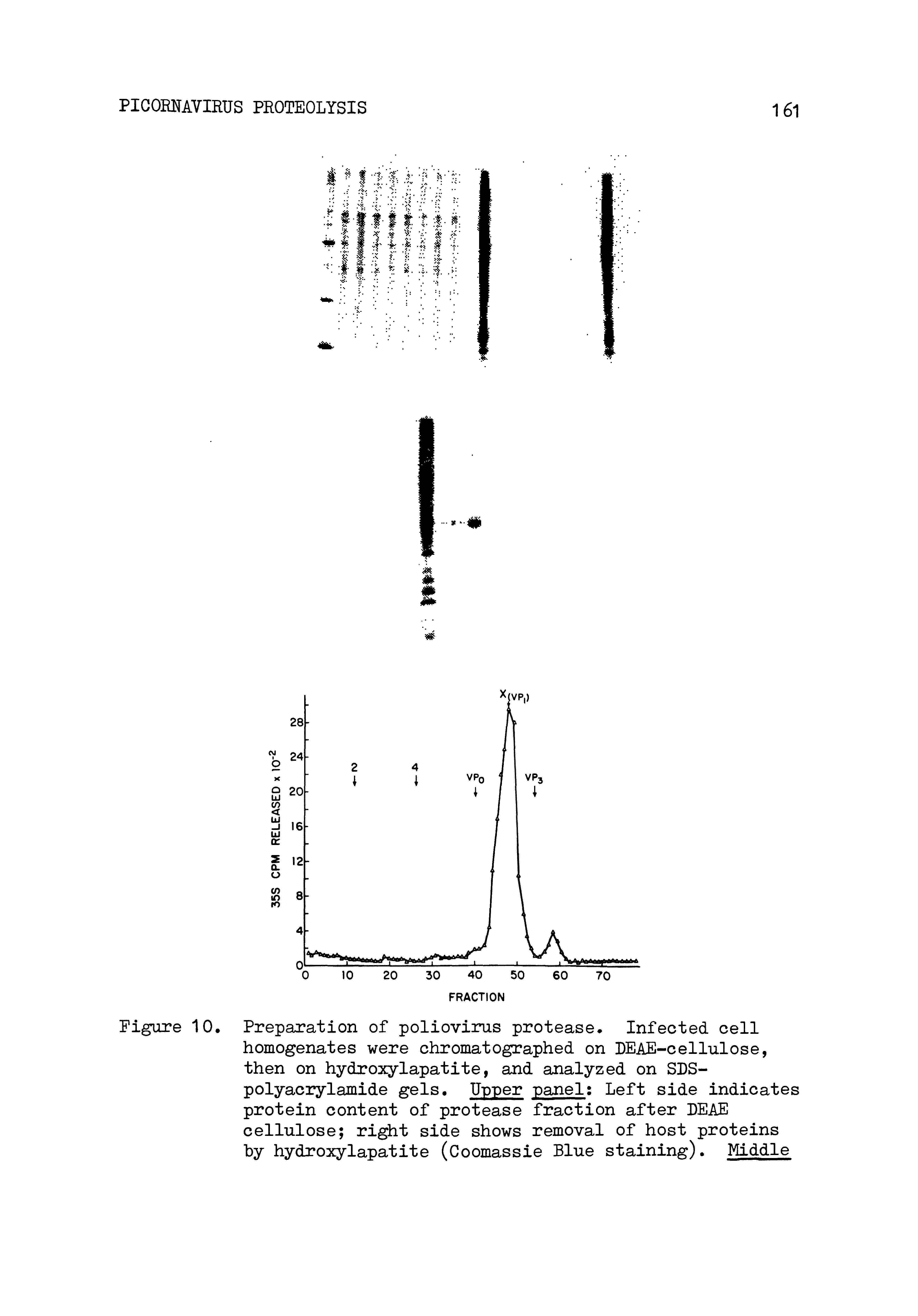 Figure 10, Preparation of poliovirus protease Infected cell homogenates were chromatographed on PEAF-cellulose, then on hydroxylapatite, and analyzed on SPS-polyacrylamide gels. Upper panel Left side indicates protein content of protease fraction after UEAE cellulose right side shows removal of host proteins by hydroxylapatite (Coomassie Blue staining). Middle...