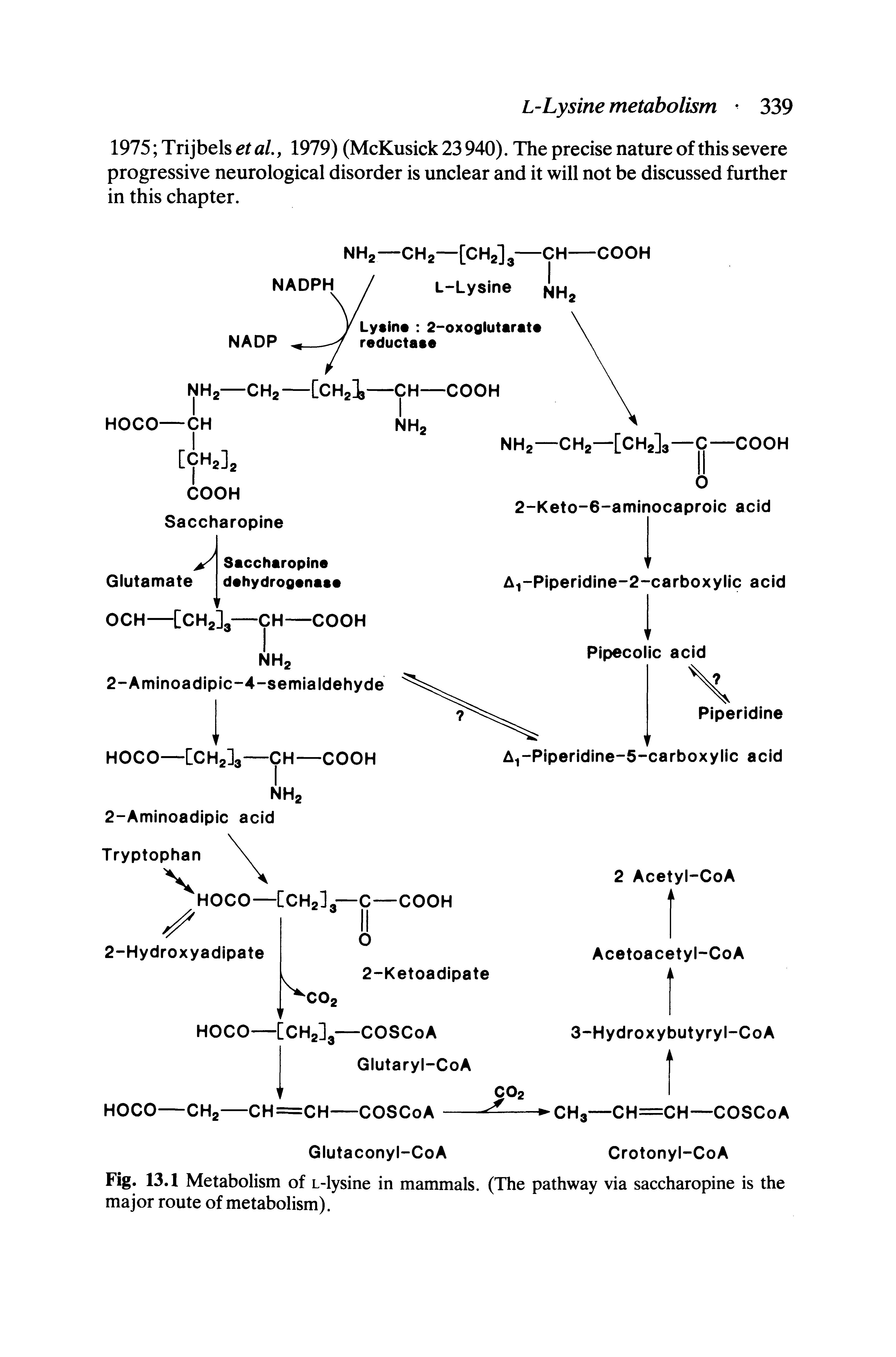 Fig. 13.1 Metabolism of L-lysine in mammals. (The pathway via saccharopine is the major route of metabolism).