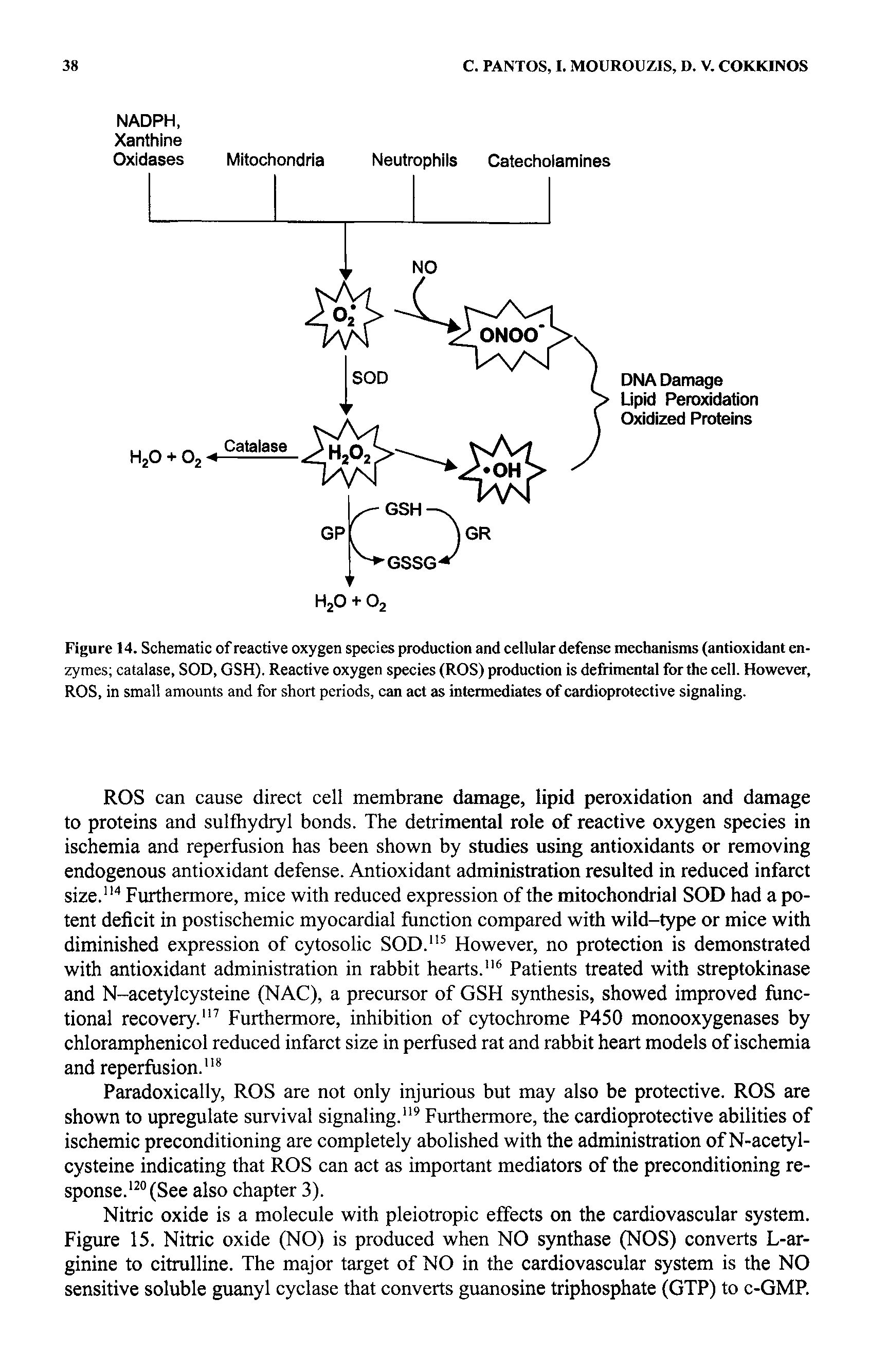 Figure 14. Schematic of reactive oxygen species production and cellular defense mechanisms (antioxidant enzymes catalase, SOD, GSH). Reactive oxygen species (ROS) production is detrimental for the cell. However, ROS, in small amounts and for short periods, can act as intermediates of cardioprotective signaling.