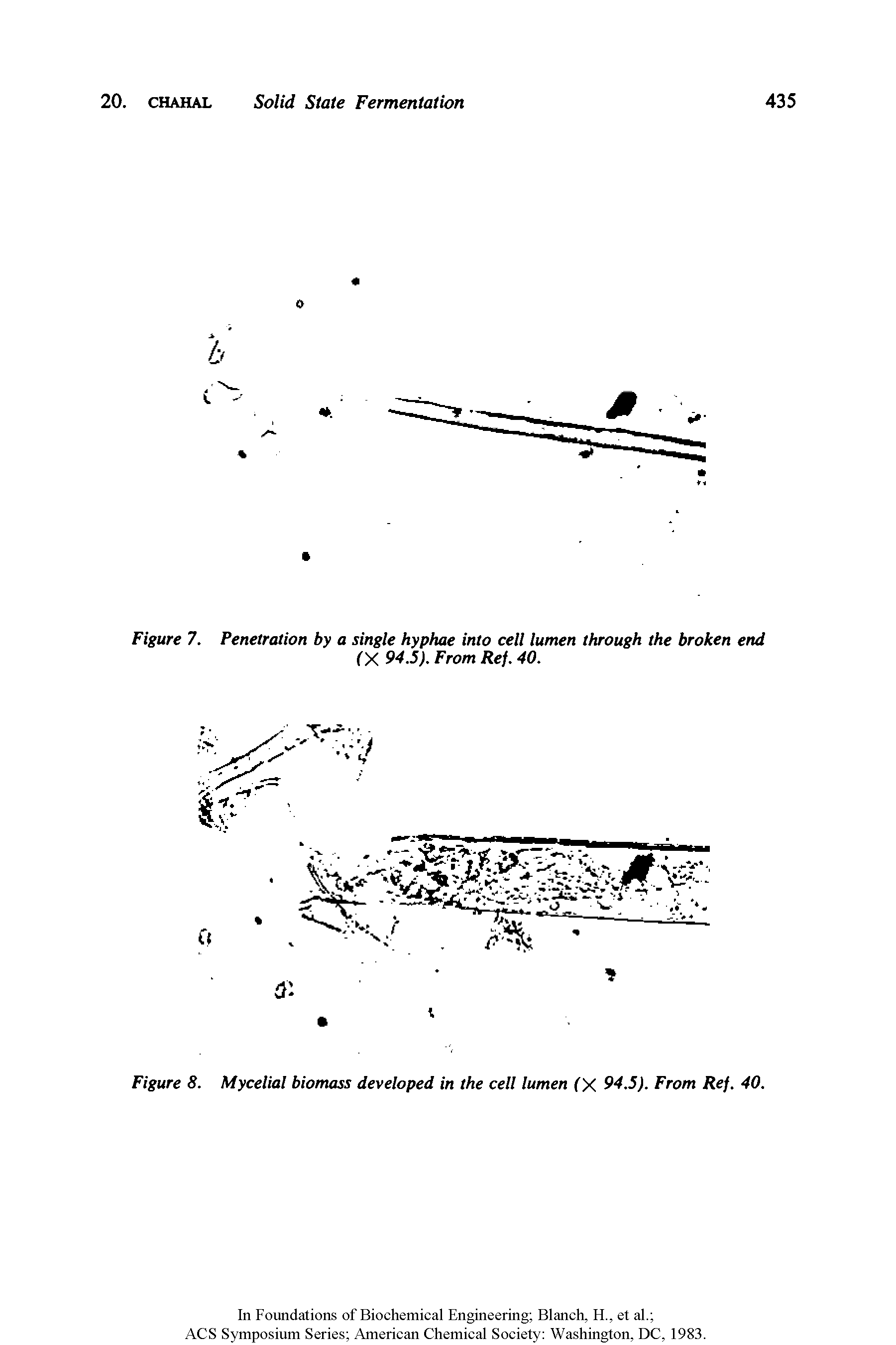 Figure 8. Mycelial biomass developed in the cell lumen (X 94.5). From Ref. 40.