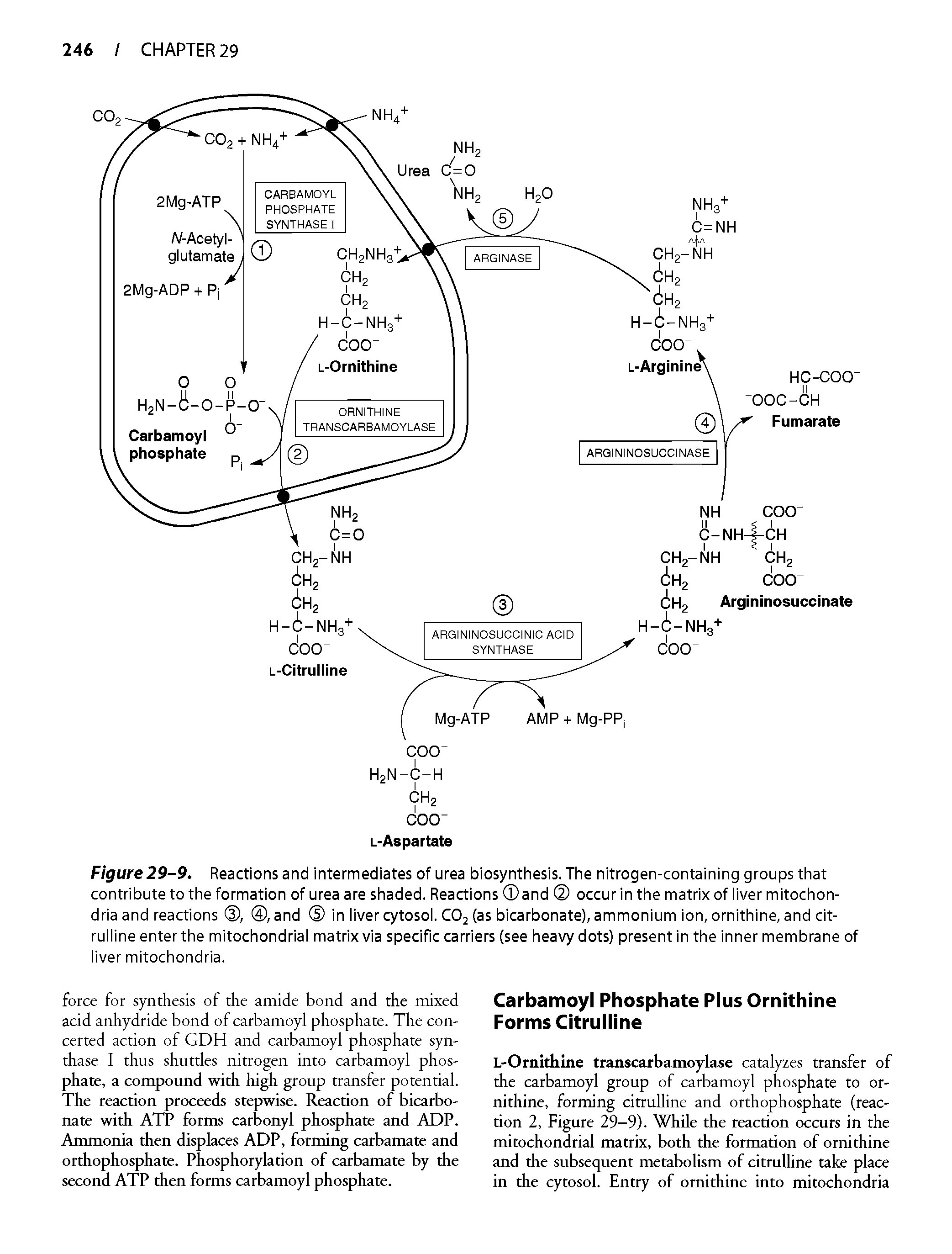 Figure 29-9. Reactions and intermediates of urea biosynthesis. The nitrogen-containing groups that contribute to the formation of urea are shaded. Reactions and occur in the matrix of iiver mitochondria and reactions , , and in iiver cytosoi. COj (as bicarbonate), ammonium ion, ornithine, and cit-ruiiine enter the mitochondriai matrix via specific carriers (see heavy dots) present in the inner membrane of iiver mitochondria.