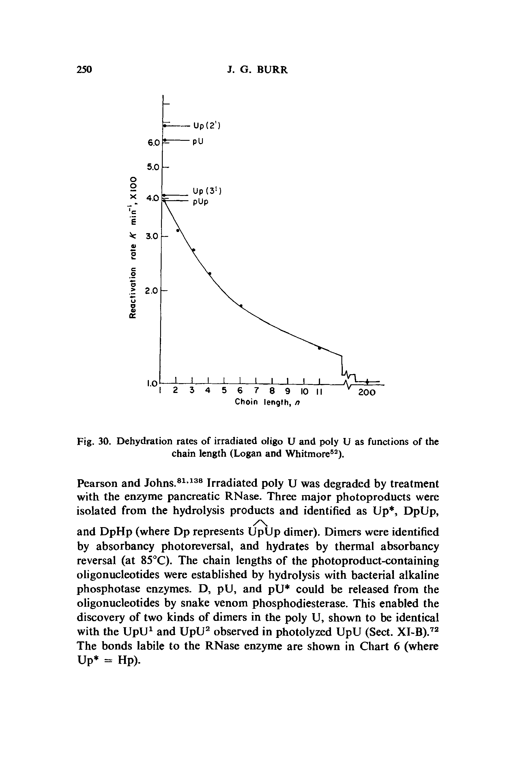 Fig. 30. Dehydration rates of irradiated oligo U and poly U as functions of the chain length (Logan and Whitmore52).