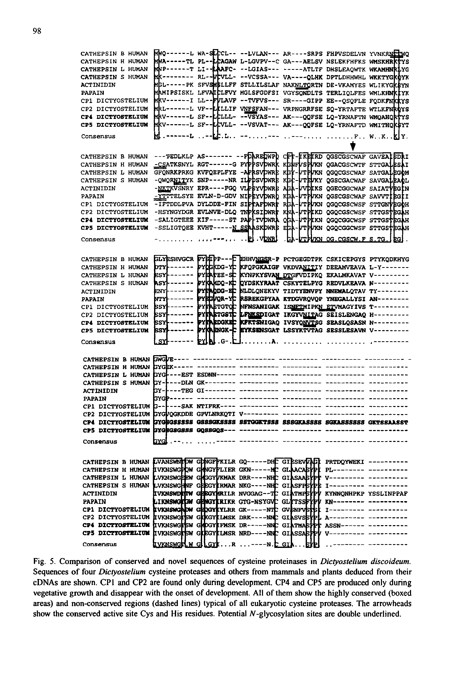 Fig. 5. Comparison of conserved and novel sequences of cysteine proteinases in Dictyostelium discoideum. Sequences of four Dictyostelium cysteine proteases and others from mammals and plants deduced from their cDNAs are shown. CPI and CP2 are found only during development. CP4 and CP5 are produced only during vegetative growth and disappear with the onset of development. All of them show the highly conserved (boxed areas) and non-conserved regions (dashed lines) typical of all eukaryotic cysteine proteases. The arrowheads show the conserved active site Cys and His residues. Potential A-glycosylation sites are double underlined.