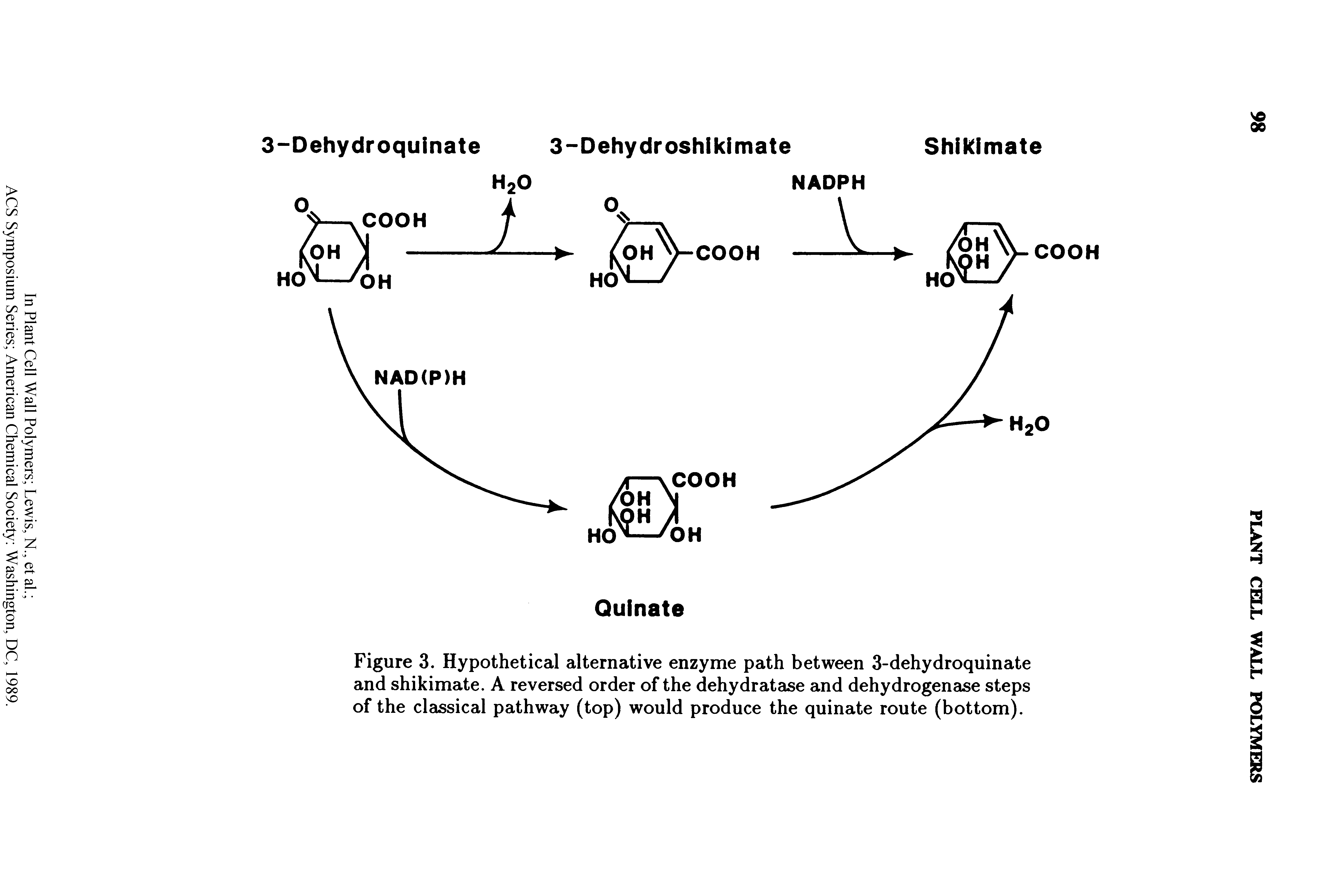 Figure 3. Hypothetical alternative enzyme path between 3-dehydroquinate and shikimate. A reversed order of the dehydratase and dehydrogenase steps of the classical pathway (top) would produce the quinate route (bottom).