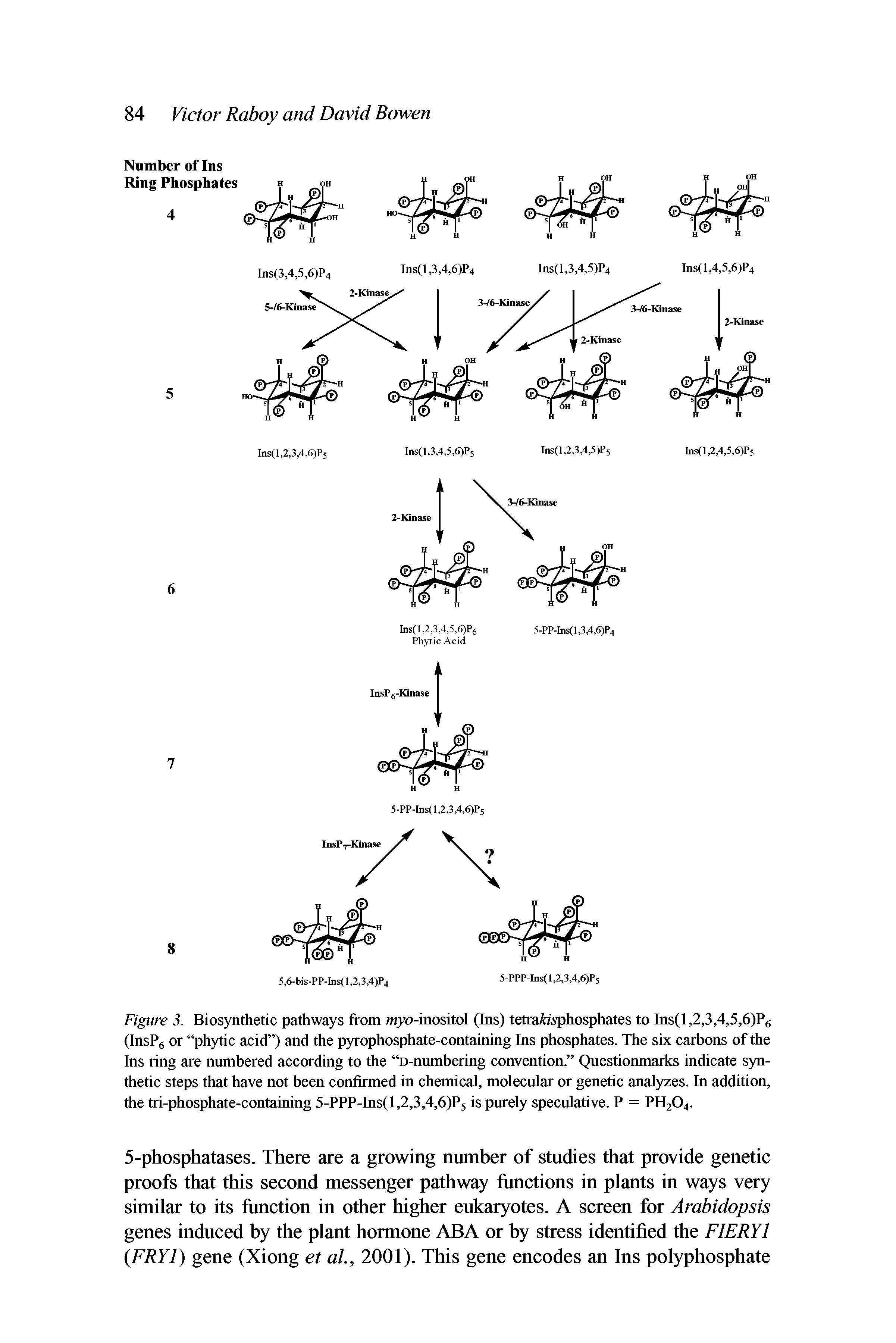 Figure 3. Biosynthetic pathways from wyo-inositol (Ins) tetrad/,vphosphates to Ins(l,2,3,4,5,6)P6 (InsP6 or phytic acid ) and the pyrophosphate-containing Ins phosphates. The six carbons of the Ins ring are numbered according to the D-numbering convention. Questionmarks indicate synthetic steps that have not been confirmed in chemical, molecular or genetic analyzes. In addition, the tri-phosphate-containing 5-PPP-Ins(l,2,3,4,6)P5 is purely speculative. P = PH204.