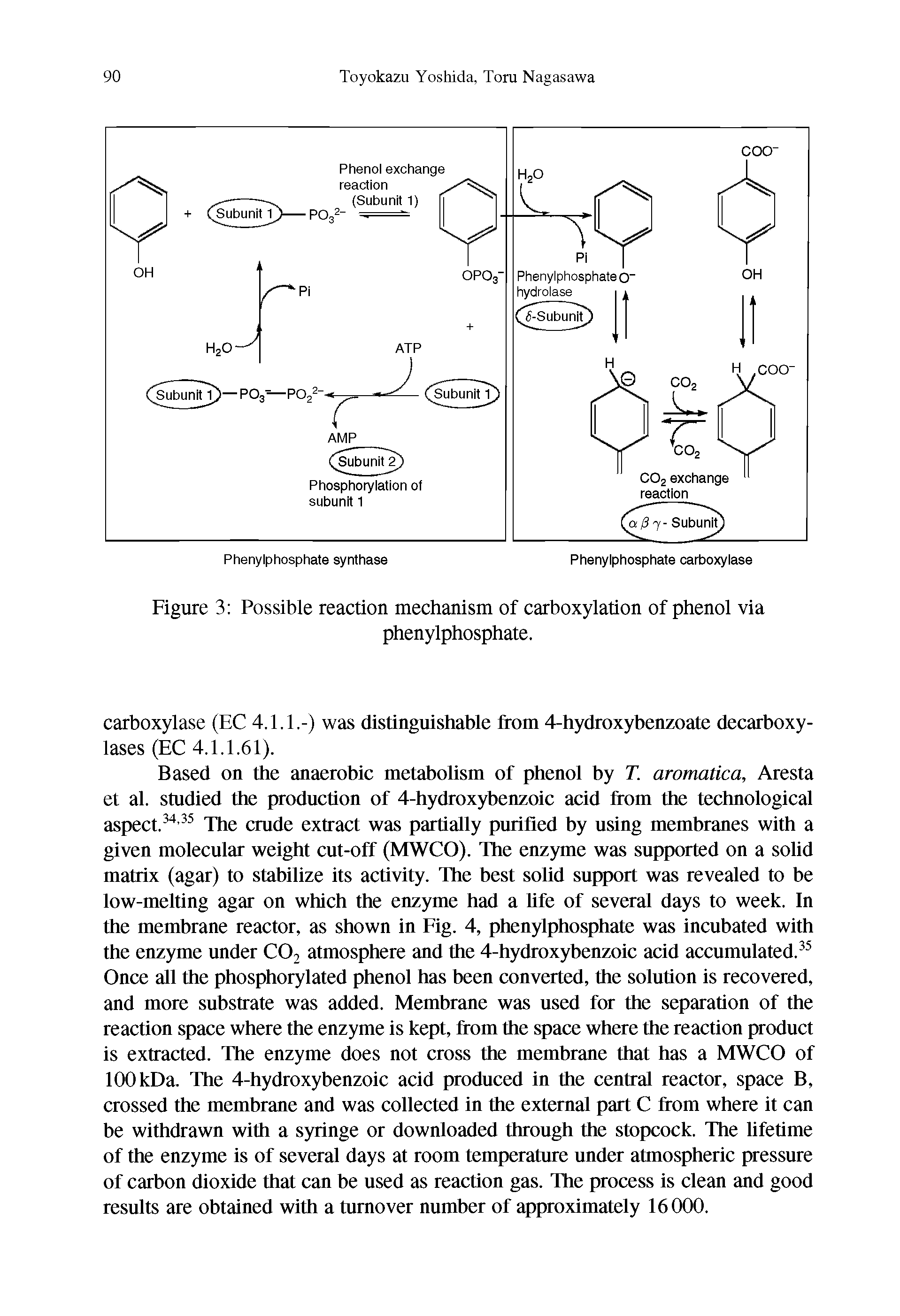 Figure 3 Possible reaction mechanism of carboxylation of phenol via...
