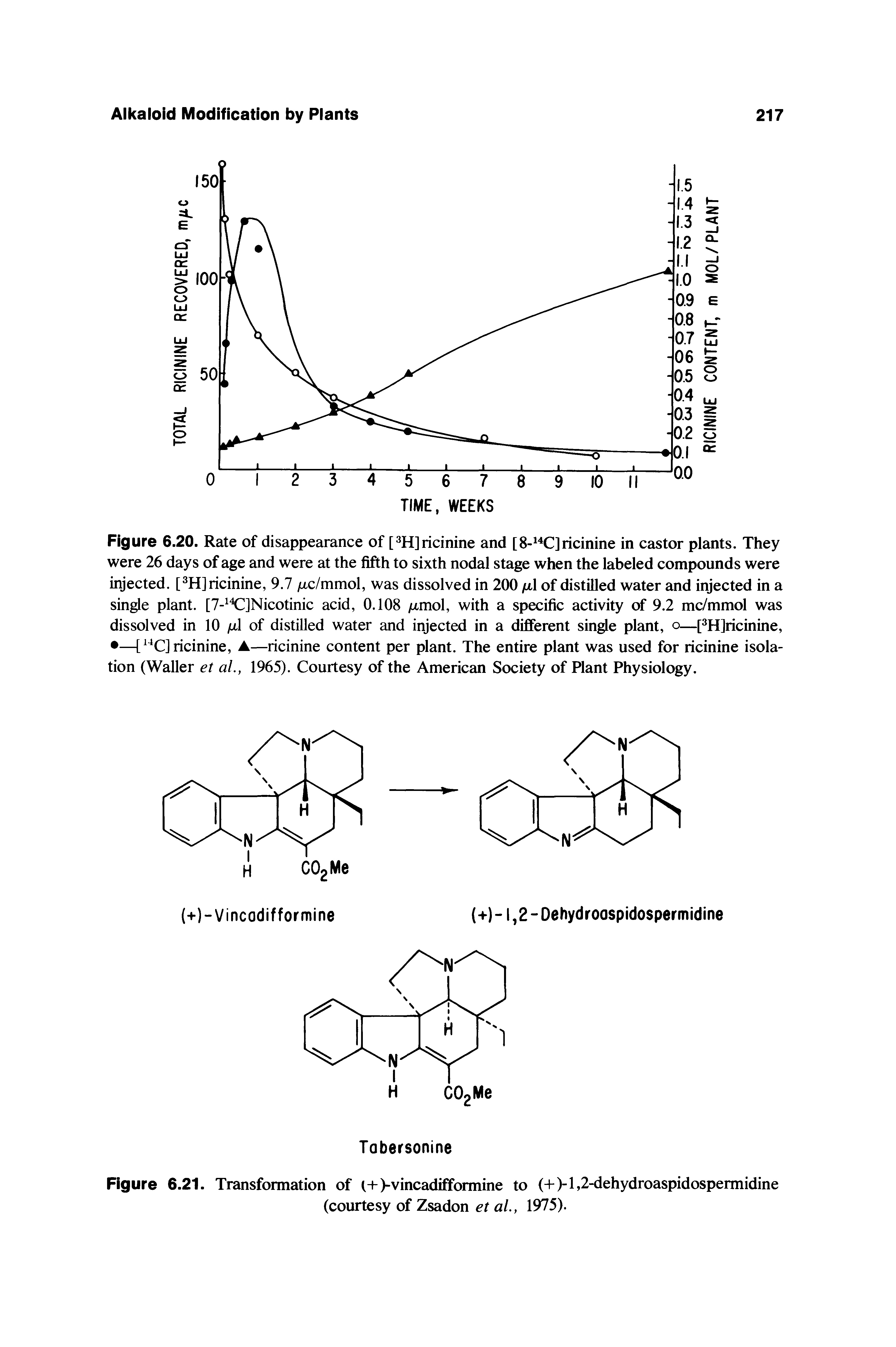 Figure 6.20. Rate of disappearance of [ HJricinine and [8- C]ricinine in castor plants. They were 26 days of age and were at the fifth to sixth nodal stage when the labeled compounds were injected. [ Hjricinine, 9.7 /Ltc/mmol, was dissolved in 200 ix of distilled water and injected in a single plant. [7- K ]Nicotinic acid, 0.108 jumol, with a specific activity of 9.2 mc/mmol was dissolved in 10 of distilled water and injected in a different single plant, o—pHJricinine, —[ Cjricinine, A—ricinine content per plant. The entire plant was used for ricinine isolation (Waller et ai, 1965). Courtesy of the American Society of Plant Physiology.