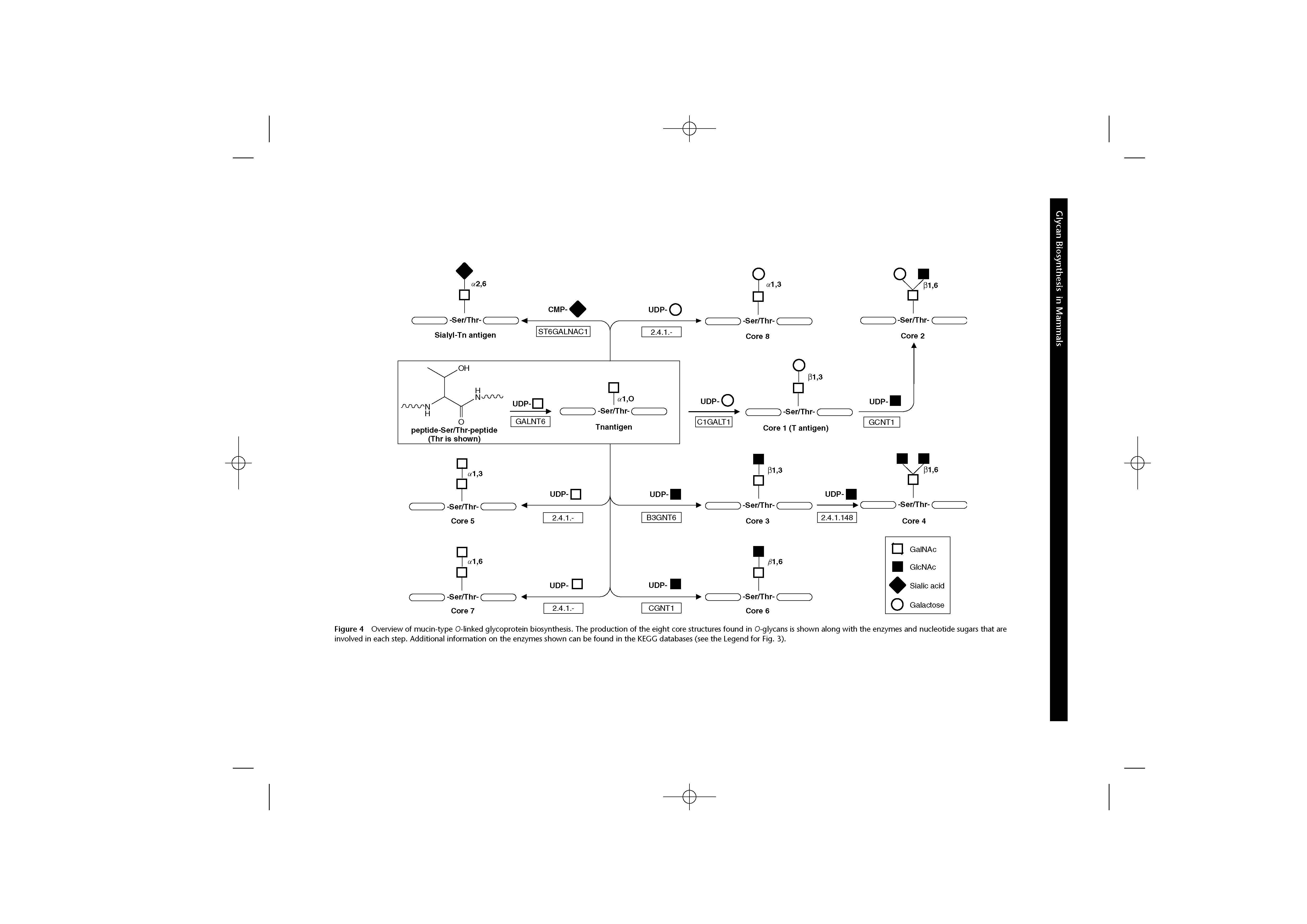 Figure 4 Overview of mucin-type 0-linked glycoprotein biosynthesis. The production of the eight core structures found in 0-glycans is shown along with the enzymes and nucleotide sugars that are involved in each step. Additional information on the enzymes shown can be found in the KEGG databases (see the Legend for Fig. 3).