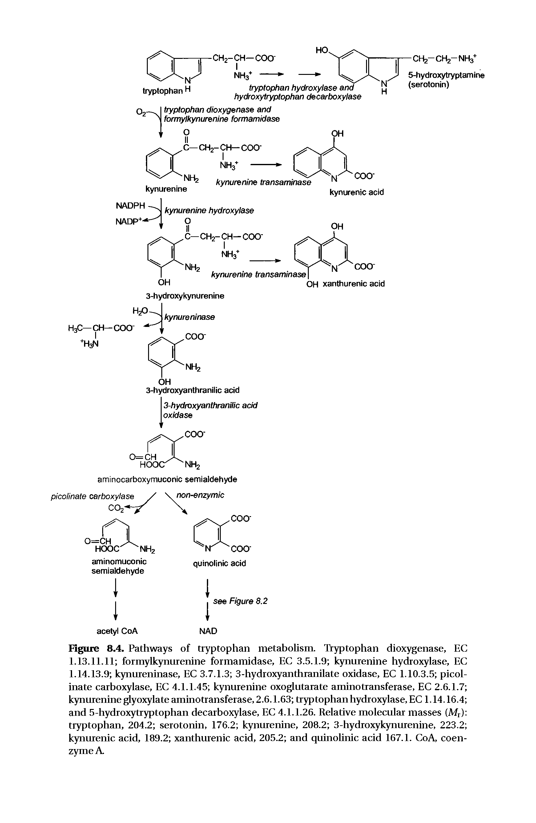 Figure 8.4. Pathways of tryptophan metabolism. Tryptophan dioxygenase, EC 1.13.11.11 formylkynurenine formamidase, EC 3.5.1.9 kynurenine hydroxylase, EC 1.14.13.9 kynttreninase, EC 3.7.1.3 3-hydroxyanthranilate oxidase, EC 1.10.3.5 picolinate carboxylase, EC 4.1.1.45 kynurenine oxoglutarate aminotransferase, EC 2.6.1.7 kynurenine glyoxylate aminotransferase, 2.6.1.63 tryptophan hydroxylase, EC 1.14.16.4 and 5-hydroxytryptophan decarboxylase, EC 4.1.1.26. Relative molecular masses (Mr) tryptophan, 204.2 serotonin, 176.2 kynurenine, 208.2 3-hydroxykynurenine, 223.2 kynurenic acid, 189.2 xanthurenic acid, 205.2 and quinolinic add 167.1. CoA, coenzyme A...