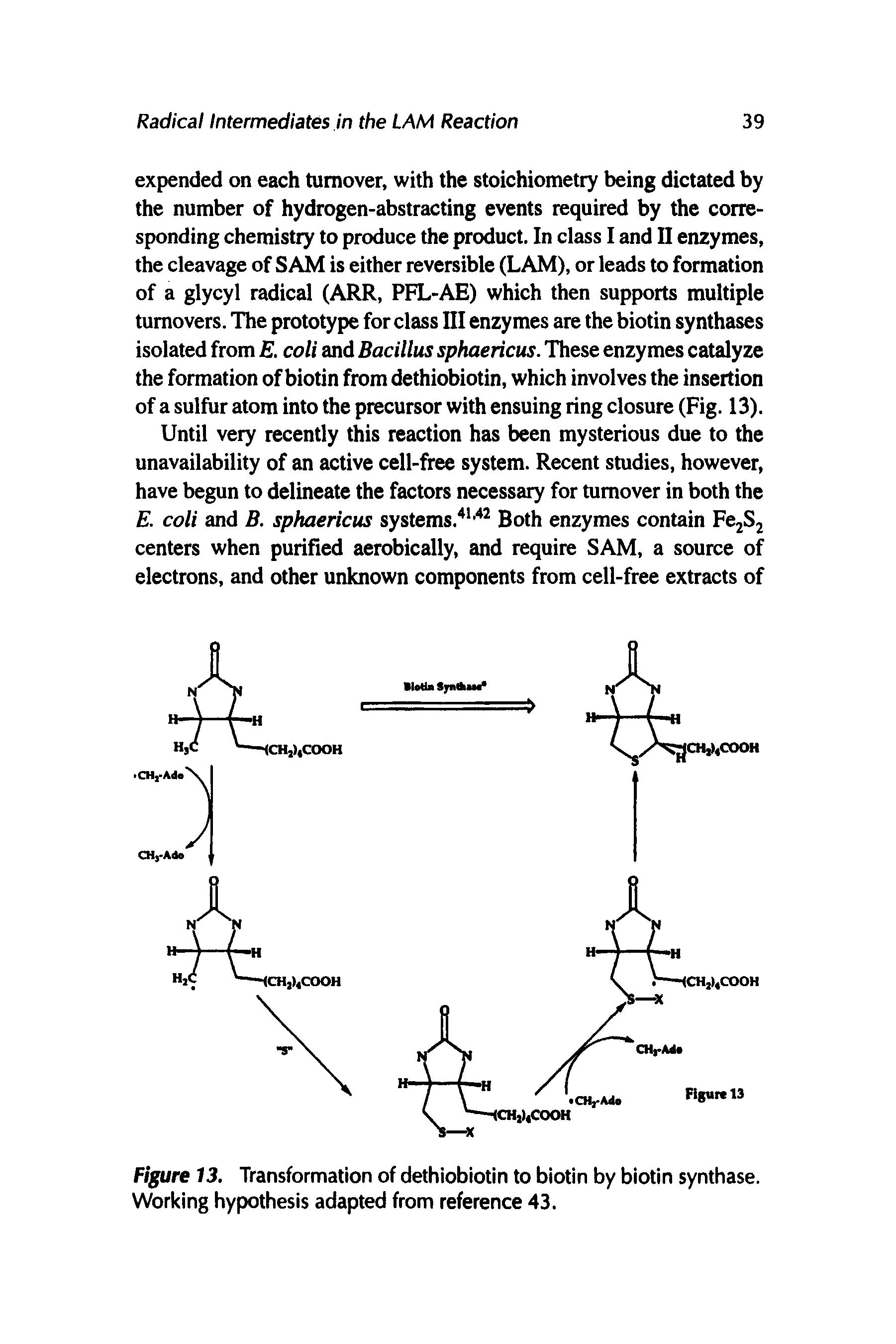 Figure 13. Transformation of dethiobiotin to biotin by biotin synthase. Working hypothesis adapted from reference 43.