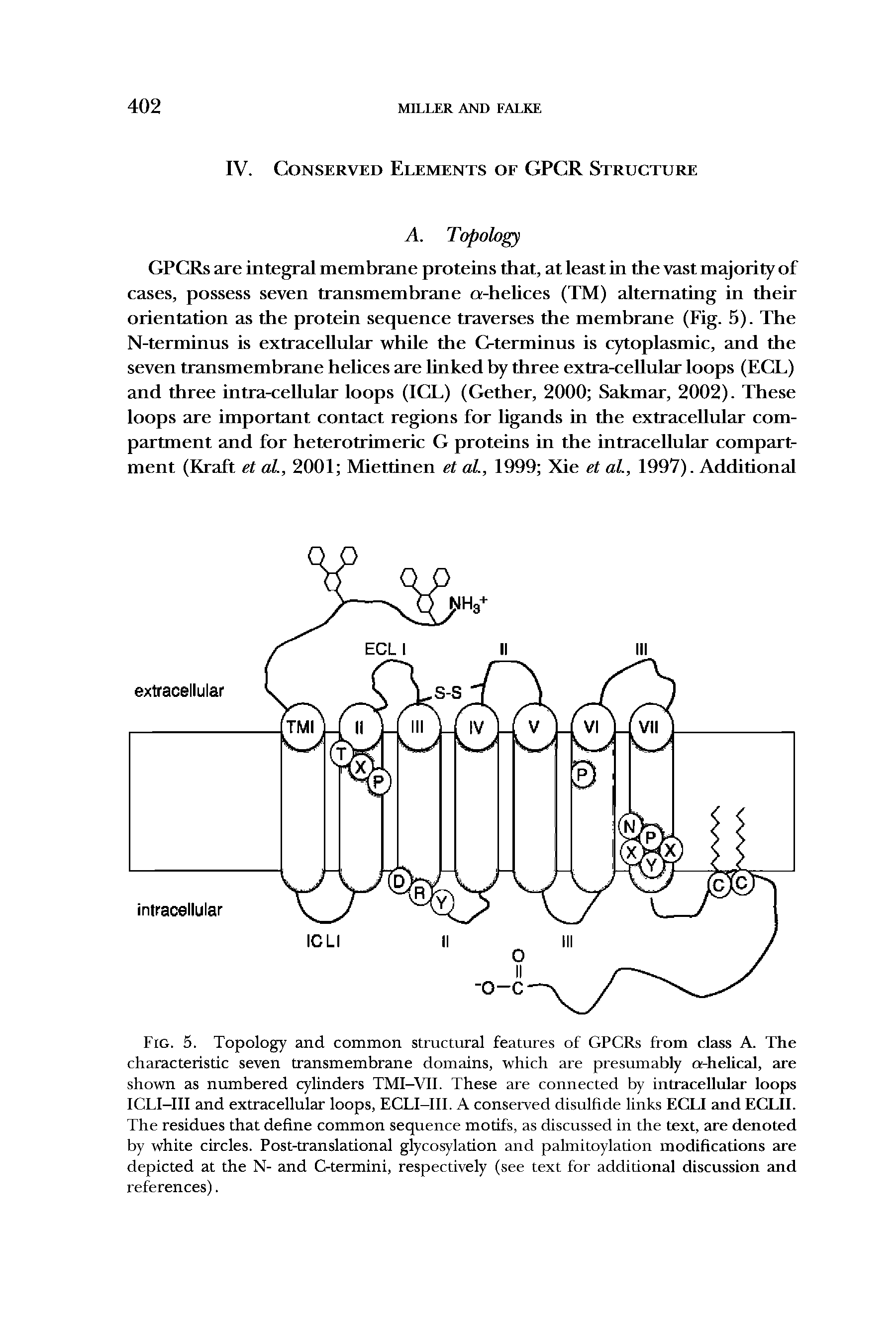 Fig. 5. Topology and common structural features of GPCRs from class A. The characteristic seven transmembrane domains, which are presumably a-helical, are shown as numbered cylinders TMI-VII. These are connected by intracellular loops ICLI-III and extracellular loops, ECLI-III. A conserved disulfide links ECLI and ECLII. The residues that define common sequence motifs, as discussed in the text, are denoted by white circles. Post-translational glycosylation and palmitoylation modifications are depicted at the N- and C-termini, respectively (see text for additional discussion and references).