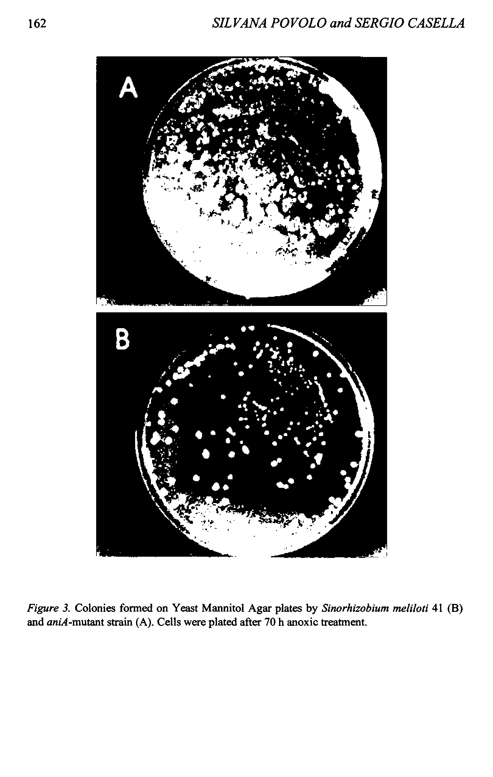 Figure 3. Colonies formed on Yeast Mannitol Agar plates by Sinorhizobium meliloti 41 (B) and aniA-mutant strain (A). Cells were plated after 70 h anoxic treatment.