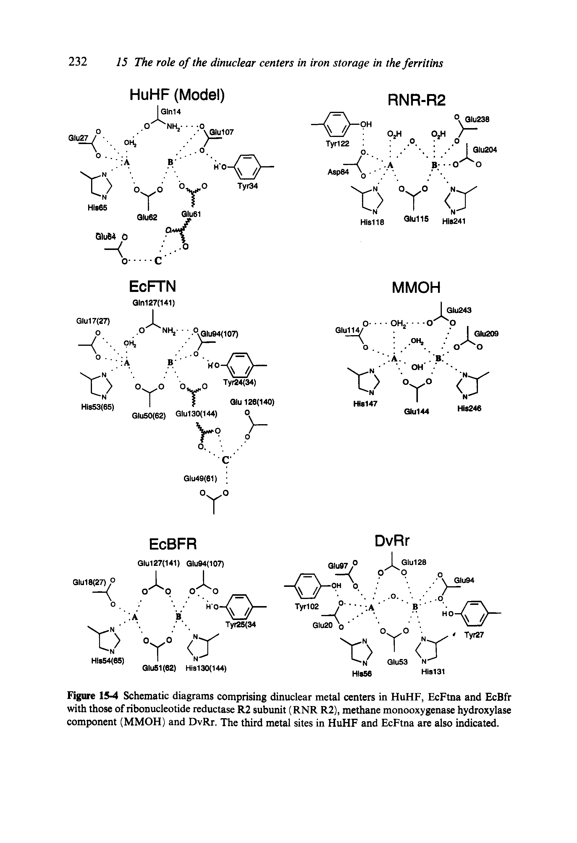 Figure 15-4 Schematic diagrams comprising dinuclear metal centers in HuHF, EcFtna and EcBfr with those of ribonucleotide reductase R2 subunit (RNR R2), methane monooxygenase hydroxylase component (MMOH) and DvRr. The third metal sites in HuHF and EcFtna are also indicated.