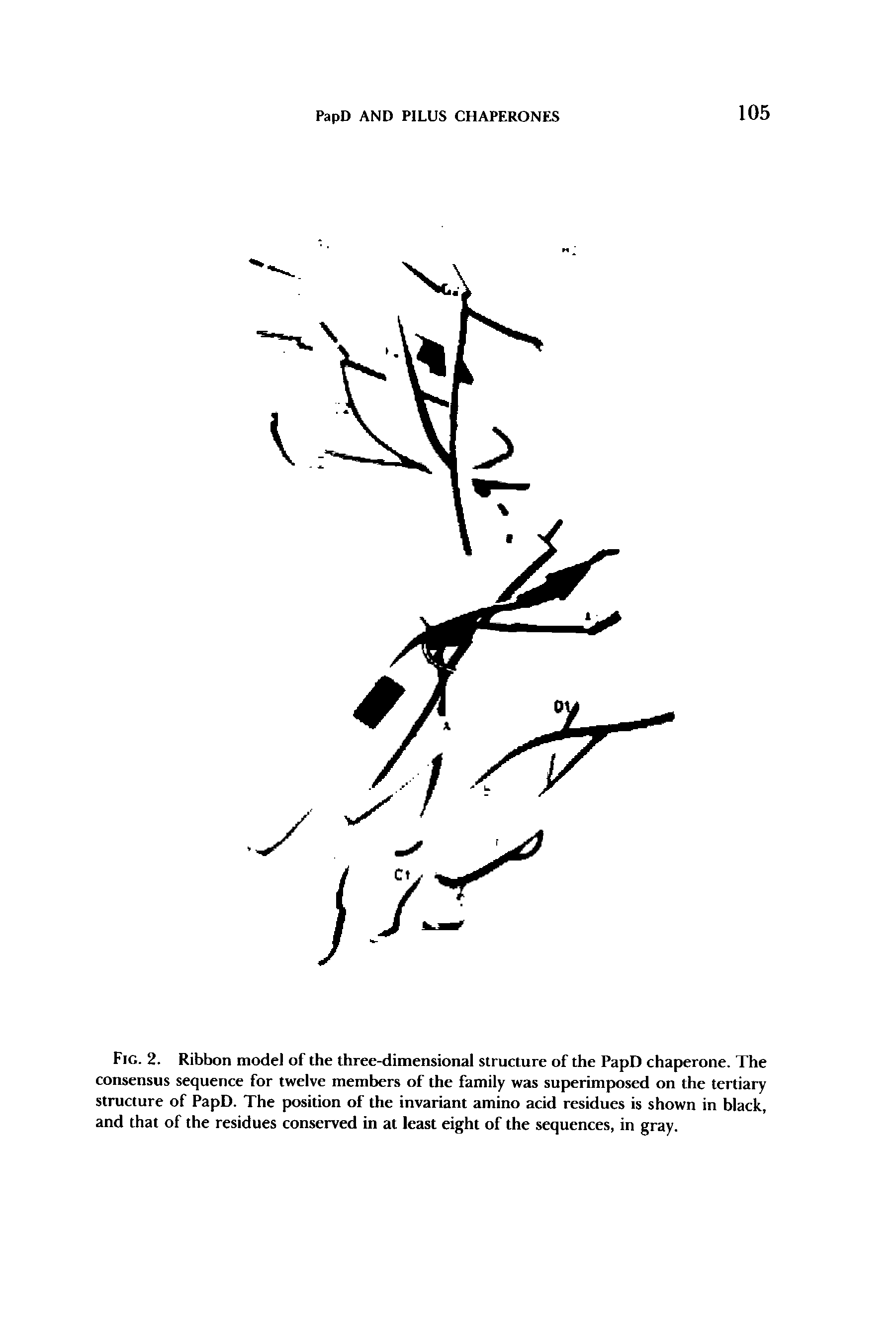 Fig. 2. Ribbon model of the three-dimensional structure of the PapD chaperone. The consensus sequence for twelve members of the family was superimposed on the tertiary structure of PapD. The position of the invariant amino acid residues is shown in black, and that of the residues conserved in at least eight of the sequences, in gray.