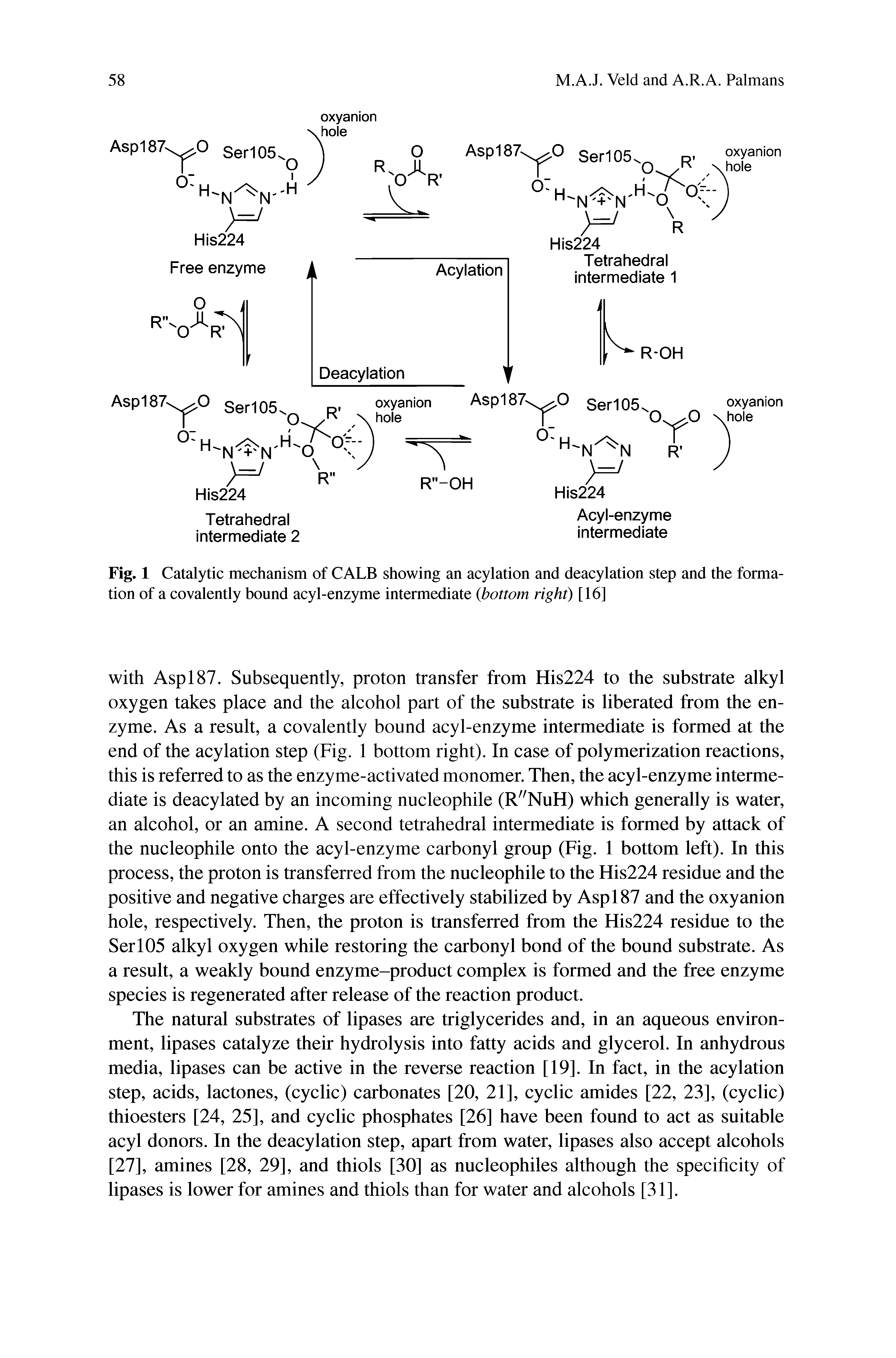 Fig. 1 Catalytic mechanism of CALB showing an acylation and deacylation step and the formation of a covalently bound acyl-enzyme intermediate bottom right) [16]...