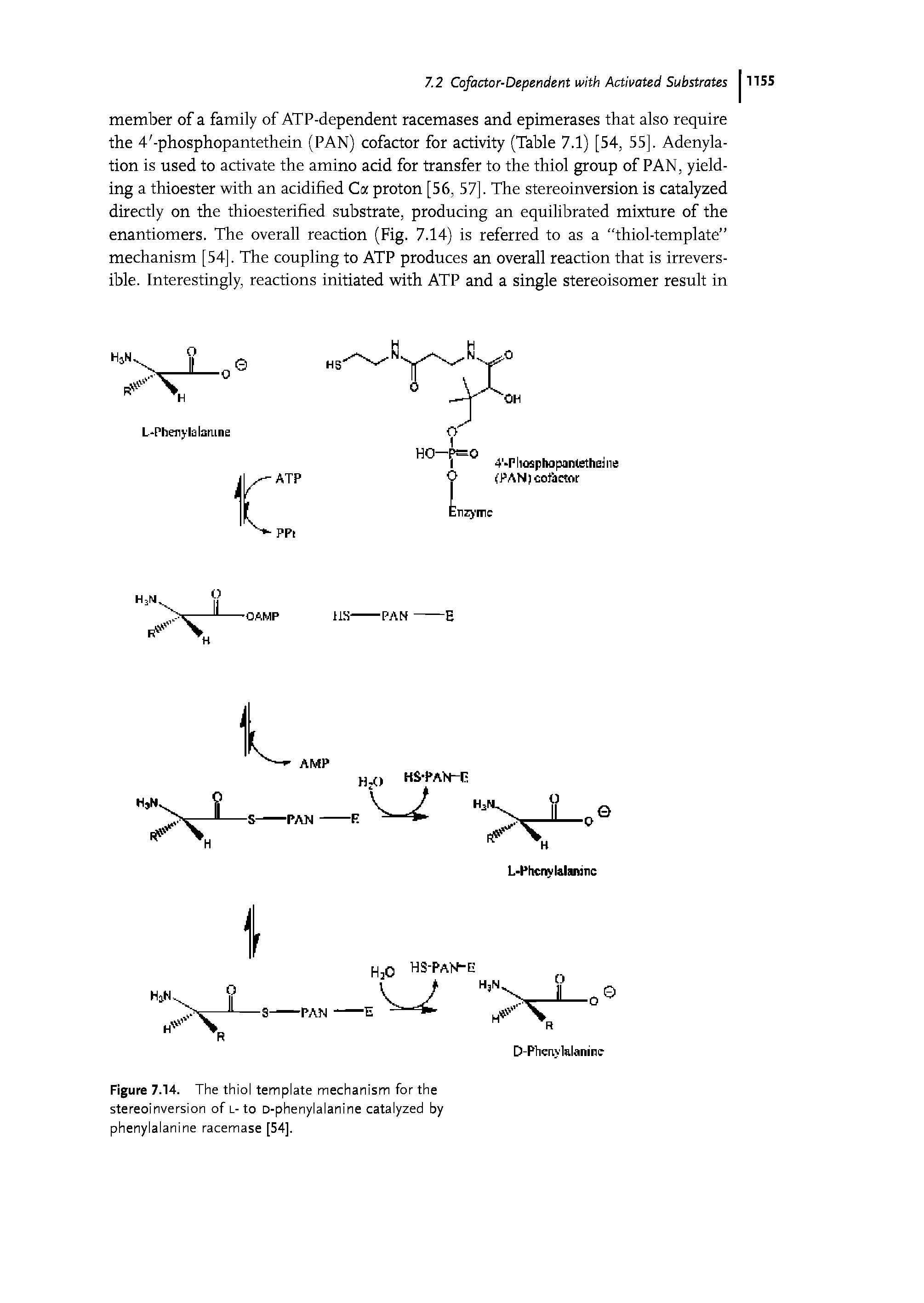 Figure 7.14. The thiol template mechanism for the stereoinversion of l-to D-phenylalanine catalyzed by phenylalanine racemase [54].