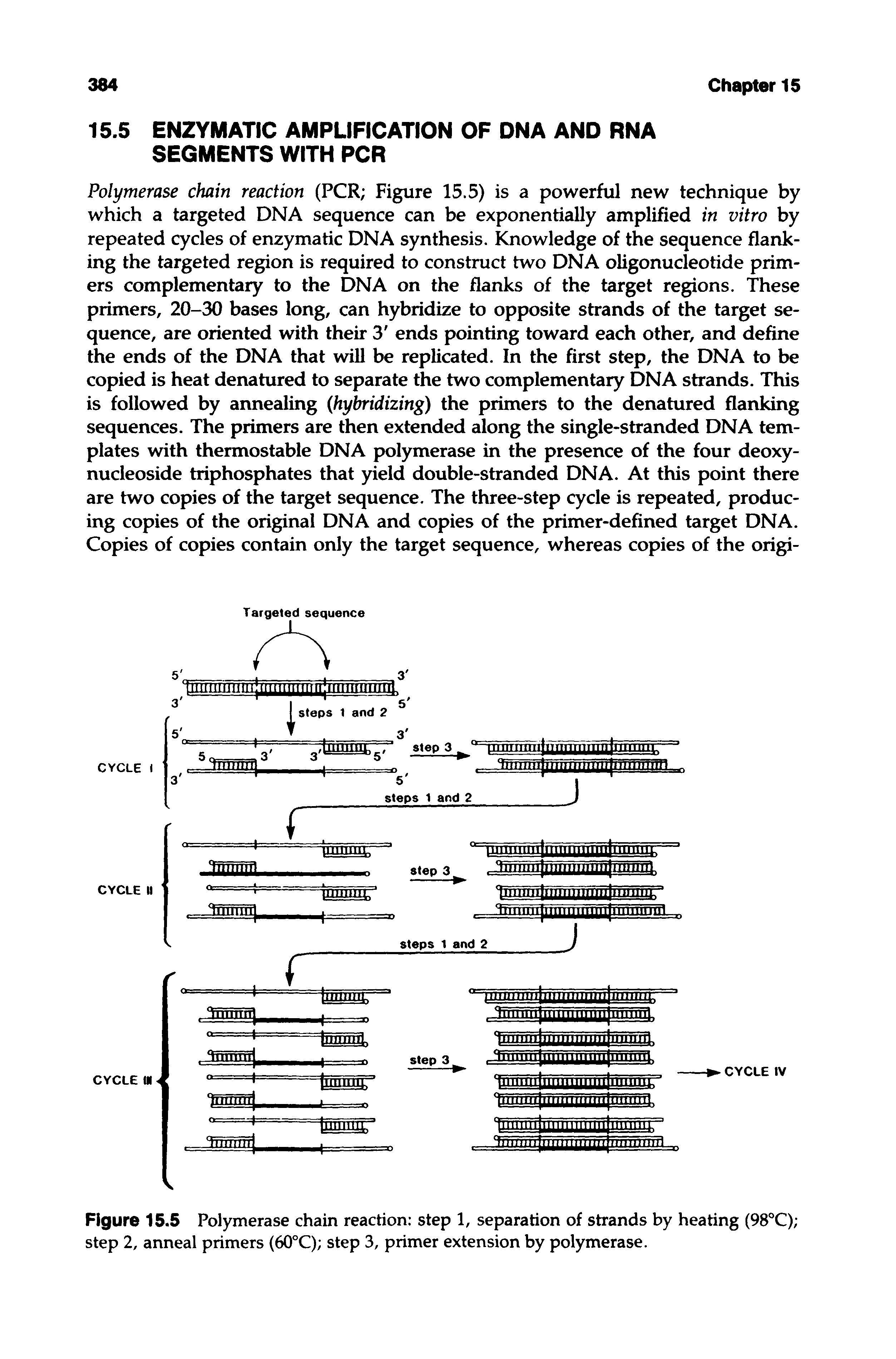 Figure 15.5 Polymerase chain reaction step 1, separation of strands by heating (98°C) step 2, anneal primers (60°C) step 3, primer extension by polymerase.