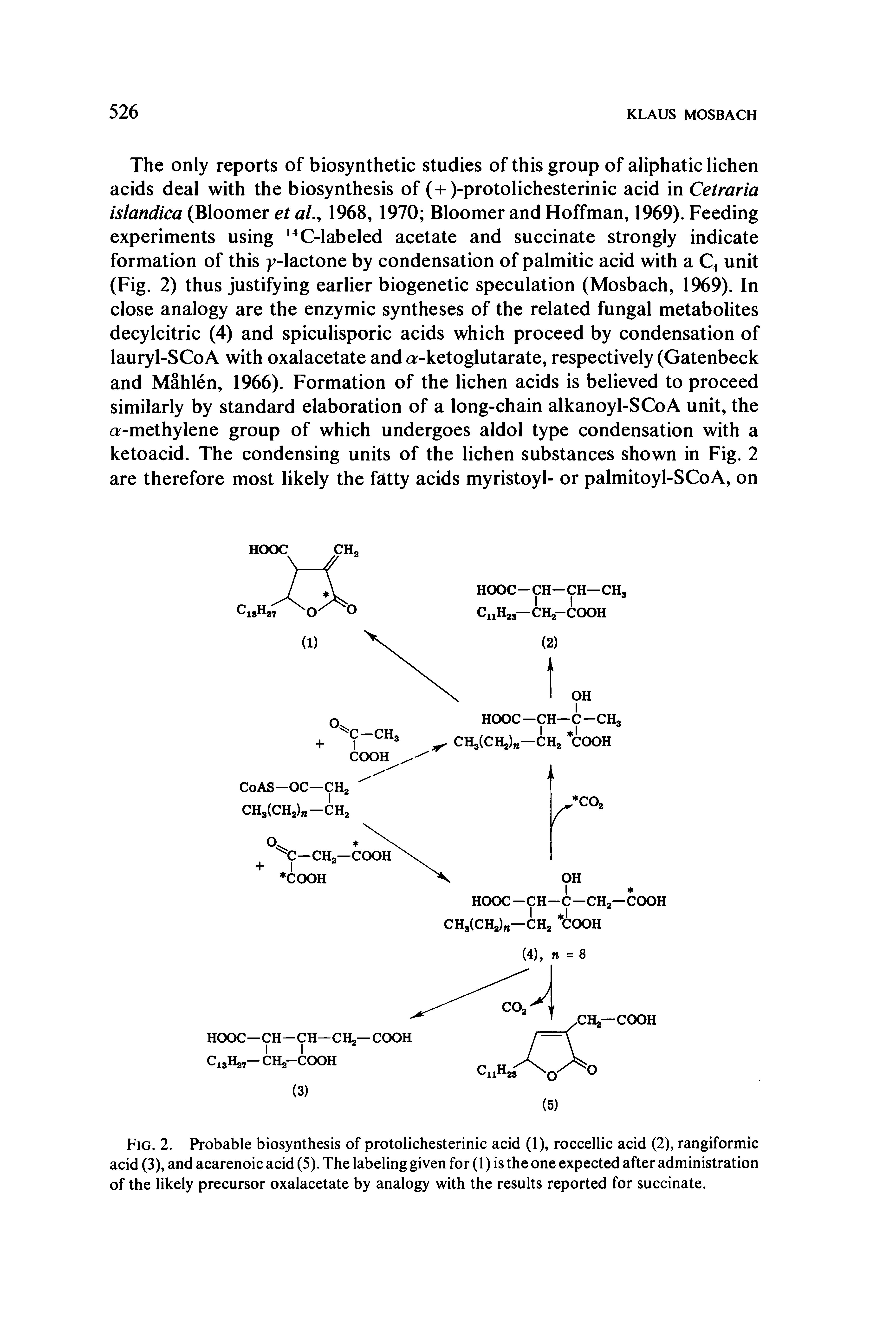 Fig. 2. Probable biosynthesis of protolichesterinic acid (1), roccellic acid (2), rangiformic acid (3), and acarenoic acid (5). The labeling given for (1) is the one expected after administration of the likely precursor oxalacetate by analogy with the results reported for succinate.