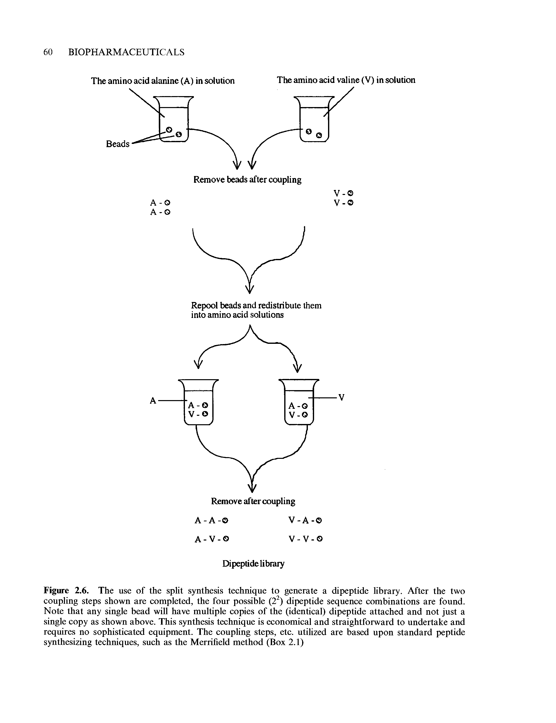 Figure 2.6. The use of the split synthesis technique to generate a dipeptide library. After the two coupling steps shown are completed, the four possible (2 ) dipeptide sequence combinations are found. Note that any single bead will have multiple copies of the (identical) dipeptide attached and not just a single copy as shown above. This synthesis technique is economical and straightforward to undertake and requires no sophisticated equipment. The coupling steps, etc. utilized are based upon standard peptide S5mthesizing techniques, such as the Merrilield method (Box 2.1)...