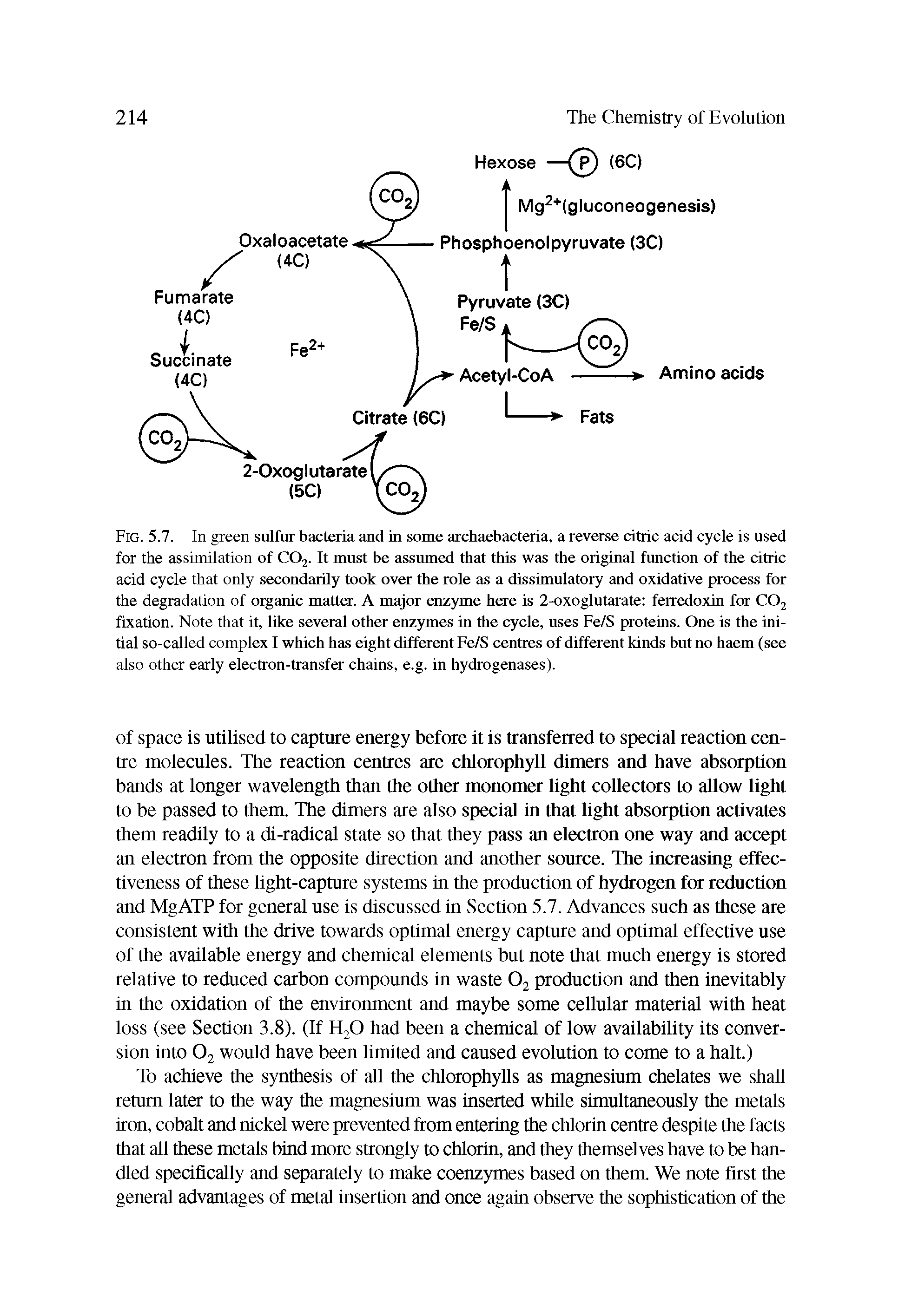 Fig. 5.7. In green sulfur bacteria and in some archaebacteria, a reverse citric acid cycle is used for the assimilation of C02. It must be assumed that this was the original function of the citric acid cycle that only secondarily took over the role as a dissimulatory and oxidative process for the degradation of organic matter. A major enzyme here is 2-oxoglutarate ferredoxin for C02 fixation. Note that it, like several other enzymes in the cycle, uses Fe/S proteins. One is the initial so-called complex I which has eight different Fe/S centres of different kinds but no haem (see also other early electron-transfer chains, e.g. in hydrogenases).