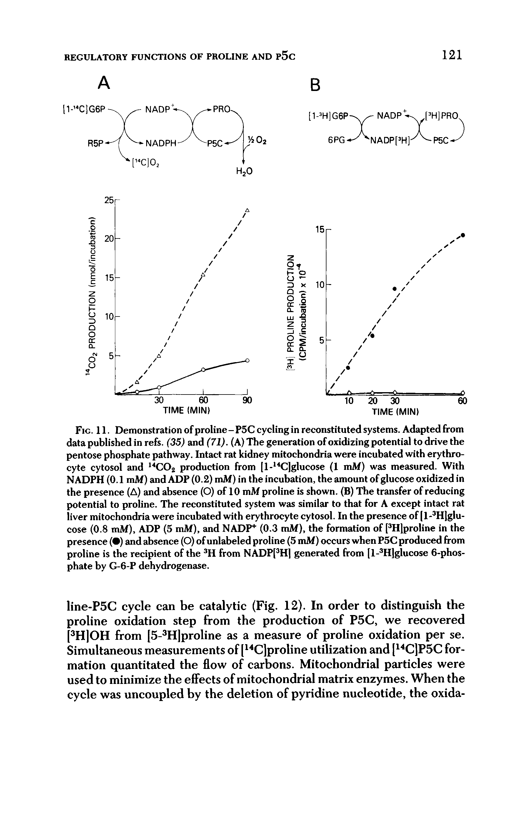 Fig. 11. Demonstration of proline - P5C cycling in reconstituted systems. Adapted from data published in refs. (35) and (71). (A) The generation of oxidizing potential to drive the pentose phosphate pathway. Intact rat kidney mitochondria were incubated with erythrocyte cytosol and COj production from [l- C]glucose (1 mAf) was measured. With NADPH (0.1 mM) and ADP (0.2) mM) in the incubation, the amount of glucose oxidized in the presence (A) and absence (O) of 10 mM proline is shown. (B) The transfer of reducing potential to proline. The reconstituted system was similar to that for A except intact rat liver mitochondria were incubated with erythrocyte cytosol. In the presence of [ 1 - H]glu-cose (0.8 mM), ADP (5 mM), and NADP (0.3 rnM), the formation of PH]proline in the presence ( ) and absence (O) of unlabeled proline (5 mM) occurs when P5C produced from proline is the recipient of the from NADPPH] generated from [l- H]glucose 6-phosphate by G-6-P dehydrogenase.