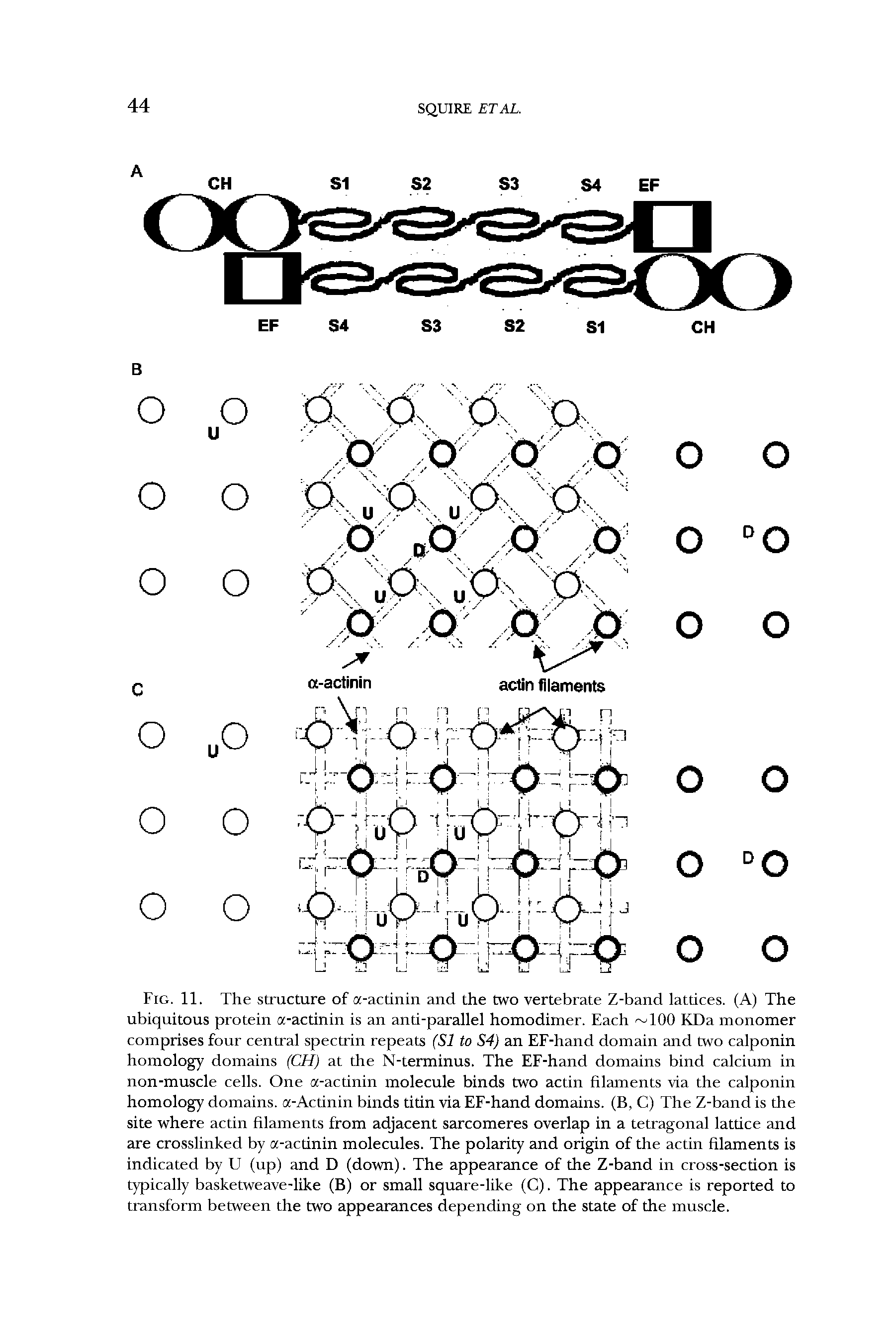 Fig. 11. The structure of a-actinin and the two vertebrate Z-band lattices. (A) The ubiquitous protein a-actinin is an anti-parallel homodimer. Each 100 KDa monomer comprises four central spectrin repeats (SI to S4) an EF-hand domain and two calponin homology domains (CH) at the N-terminus. The EF-hand domains bind calcium in non-muscle cells. One a-actinin molecule binds two actin filaments via the calponin homology domains. a-Actinin binds titin via EF-hand domains. (B, C) The Z-band is the site where actin filaments from adjacent sarcomeres overlap in a tetragonal lattice and are crosslinked by a-actinin molecules. The polarity and origin of the actin filaments is indicated by U (up) and D (down). The appearance of the Z-band in cross-section is typically basketweave-like (B) or small square-like (G). The appearance is reported to transform between the two appearances depending on the state of the muscle.