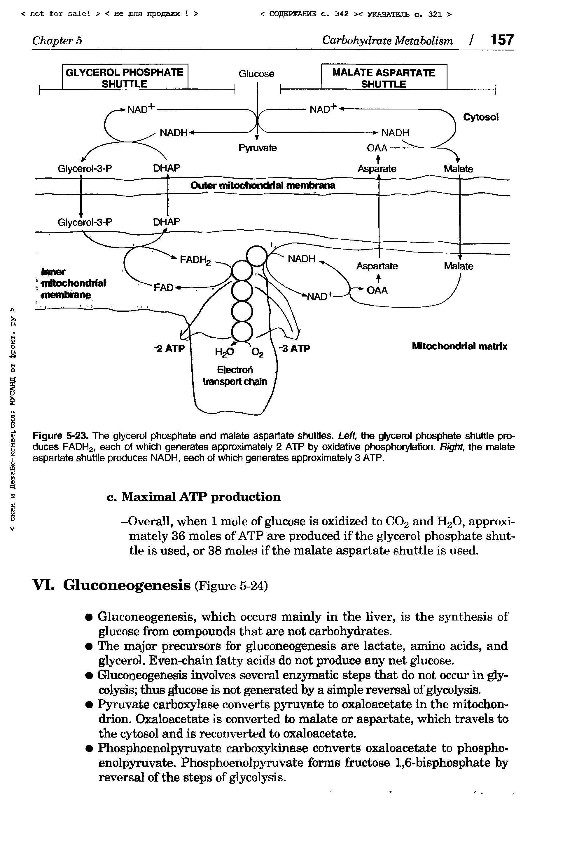 Figure 5-23. The glycerol phosphate and malate aspartate shuttles. Left, the glycerol phosphate shuttle produces FADH2, each of which generates approximately 2 ATP by oxidative phosphorylation. Right, the malate aspartate shuttle produces NADH, each of which generates approximately 3 ATP.