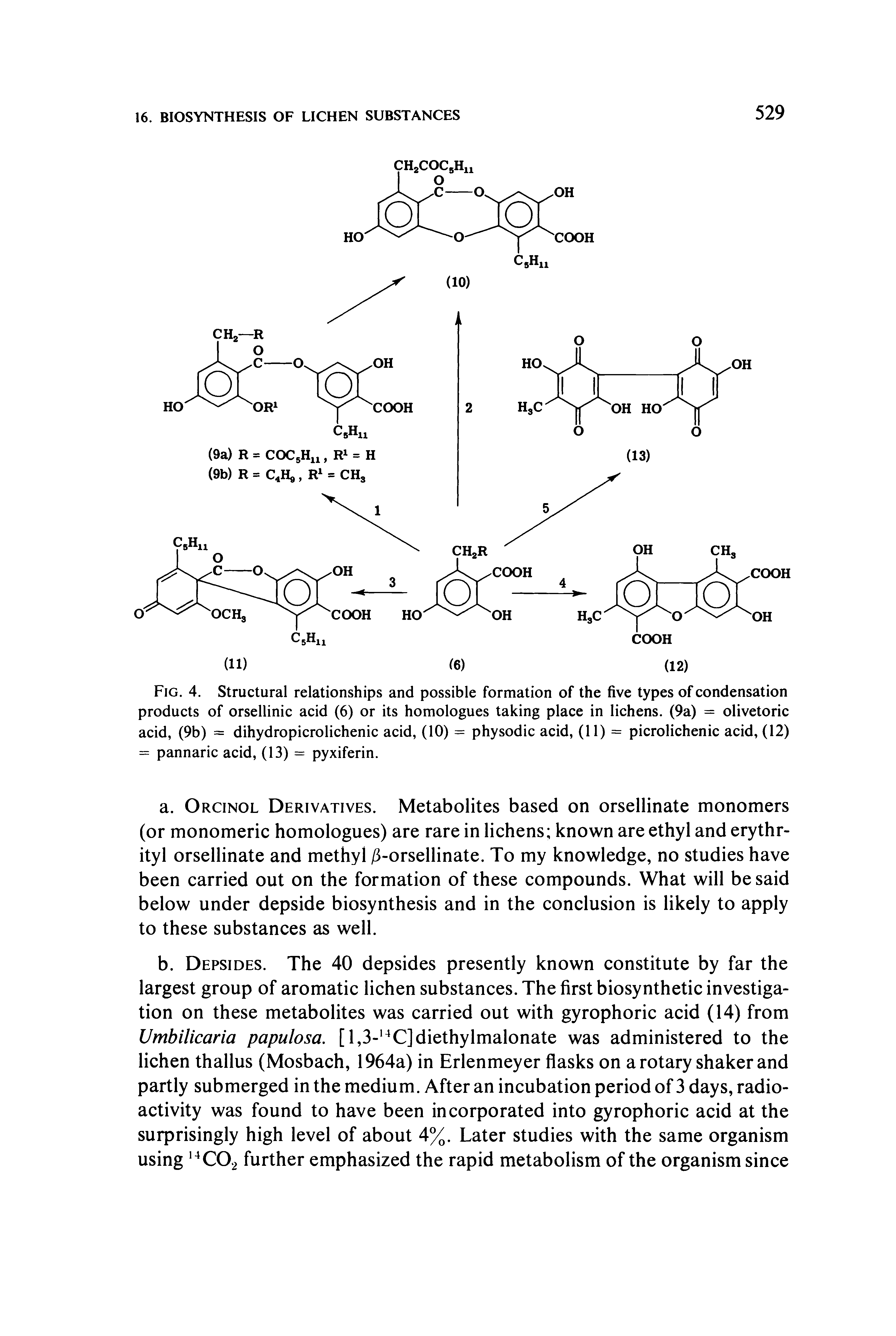 Fig. 4. Structural relationships and possible formation of the five types of condensation products of orsellinic acid (6) or its homologues taking place in lichens. (9a) = olivetoric acid, (9b) = dihydropicrolichenic acid, (10) = physodic acid, (11) = picrolichenic acid, (12) = pannaric acid, (13) = pyxiferin.