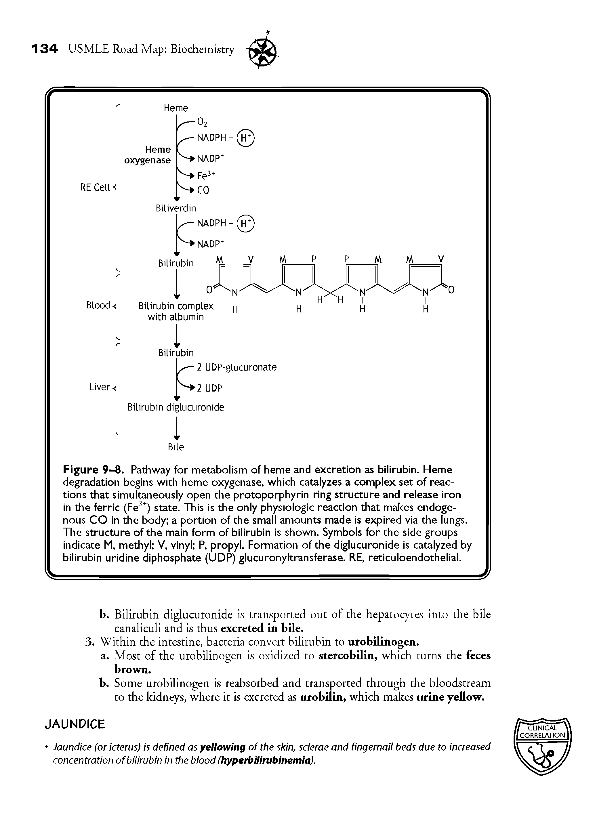 Figure 9-8. Pathway for metabolism of heme and excretion as bilirubin. Heme degradation begins with heme oxygenase, which catalyzes a complex set of reactions that simultaneously open the protoporphyrin ring structure and release iron in the ferric (Fe ) state. This is the only physiologic reaction that makes endogenous CO in the body a portion of the small amounts made is expired via the lungs. The structure of the main form of bilirubin is shown. Symbols for the side groups indicate M, methyl V, vinyl P, propyl. Formation of the diglucuronide is catalyzed by bilirubin uridine diphosphate (UDP) glucuronyltransferase. RE, reticuloendothelial.