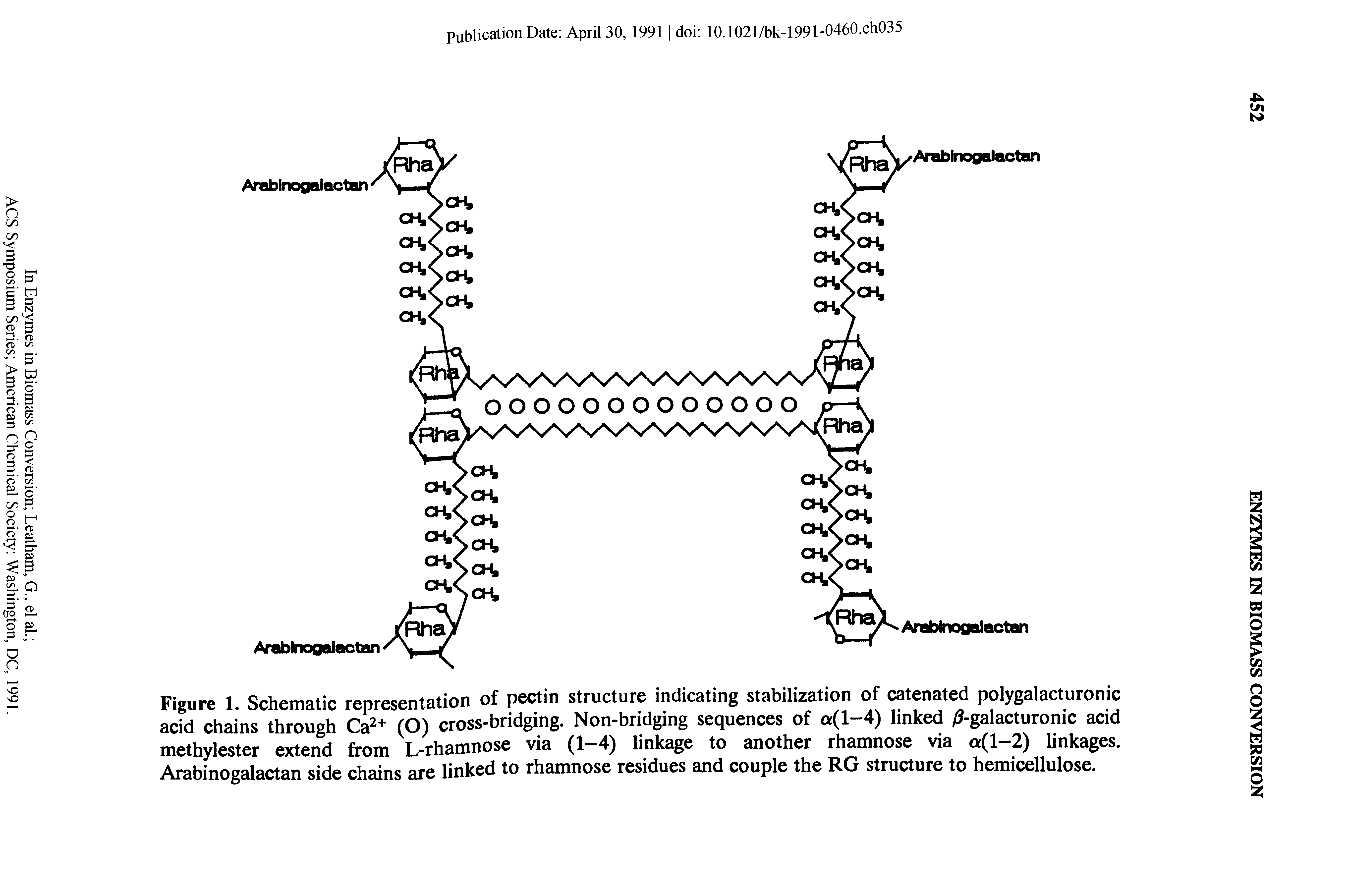Figure 1. Schematic representation of pectin structure indicating stabilization of catenated polygalacturonic acid chains through Ca + (O) cross-bridging. Non-bridging sequences of a(l-4) linked /S-galacturonic acid methylester extend from L-rhamnose via (1-4) linkage to another rhamnose via a(l-2) linkages. Arabinogalactan side chains are linked to rhamnose residues and couple the RG structure to hemicellulose.