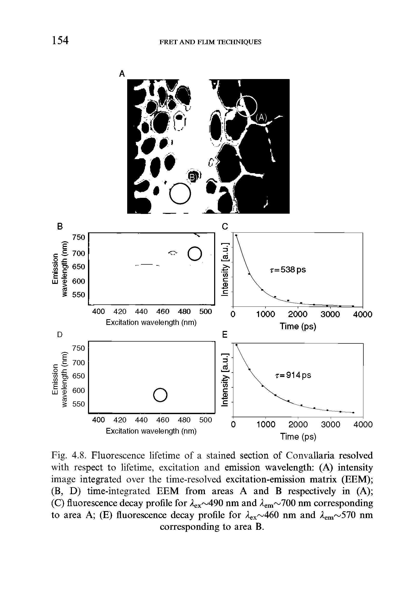 Fig. 4.8. Fluorescence lifetime of a stained section of Convallaria resolved with respect to lifetime, excitation and emission wavelength (A) intensity image integrated over the time-resolved excitation-emission matrix (EEM) (B, D) time-integrated EEM from areas A and B respectively in (A) (C) fluorescence decay profile for /ex 490 nm and Aem 700 nm corresponding to area A (E) fluorescence decay profile for Aex 460 nm and /em 570 nm corresponding to area B.