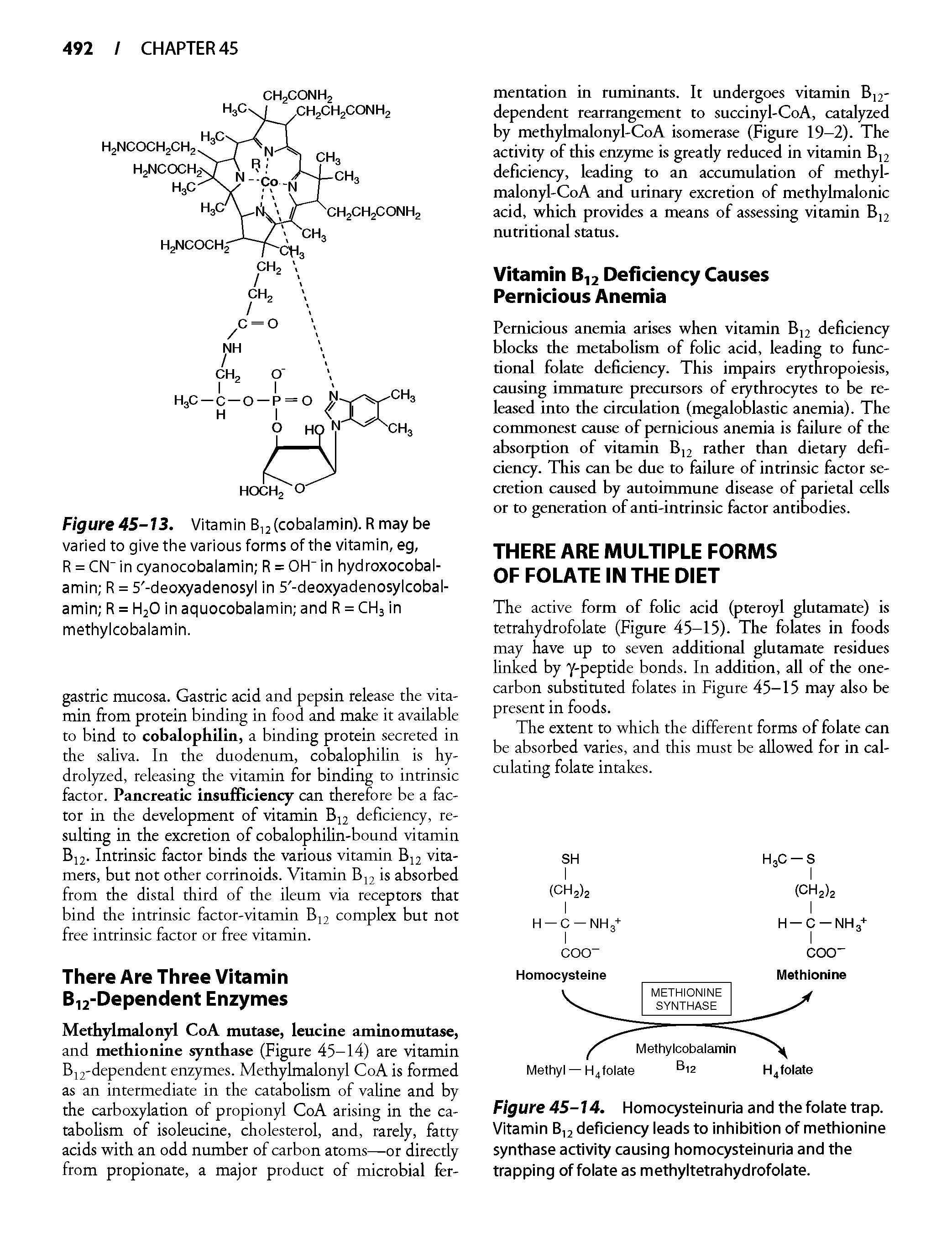 Figure 45-14. Homocysteinuria and the folate trap. Vitamin 6,2 deficiency leads to inhibition of methionine synthase activity causing homocysteinuria and the trapping of folate as methyltetrahydrofolate.