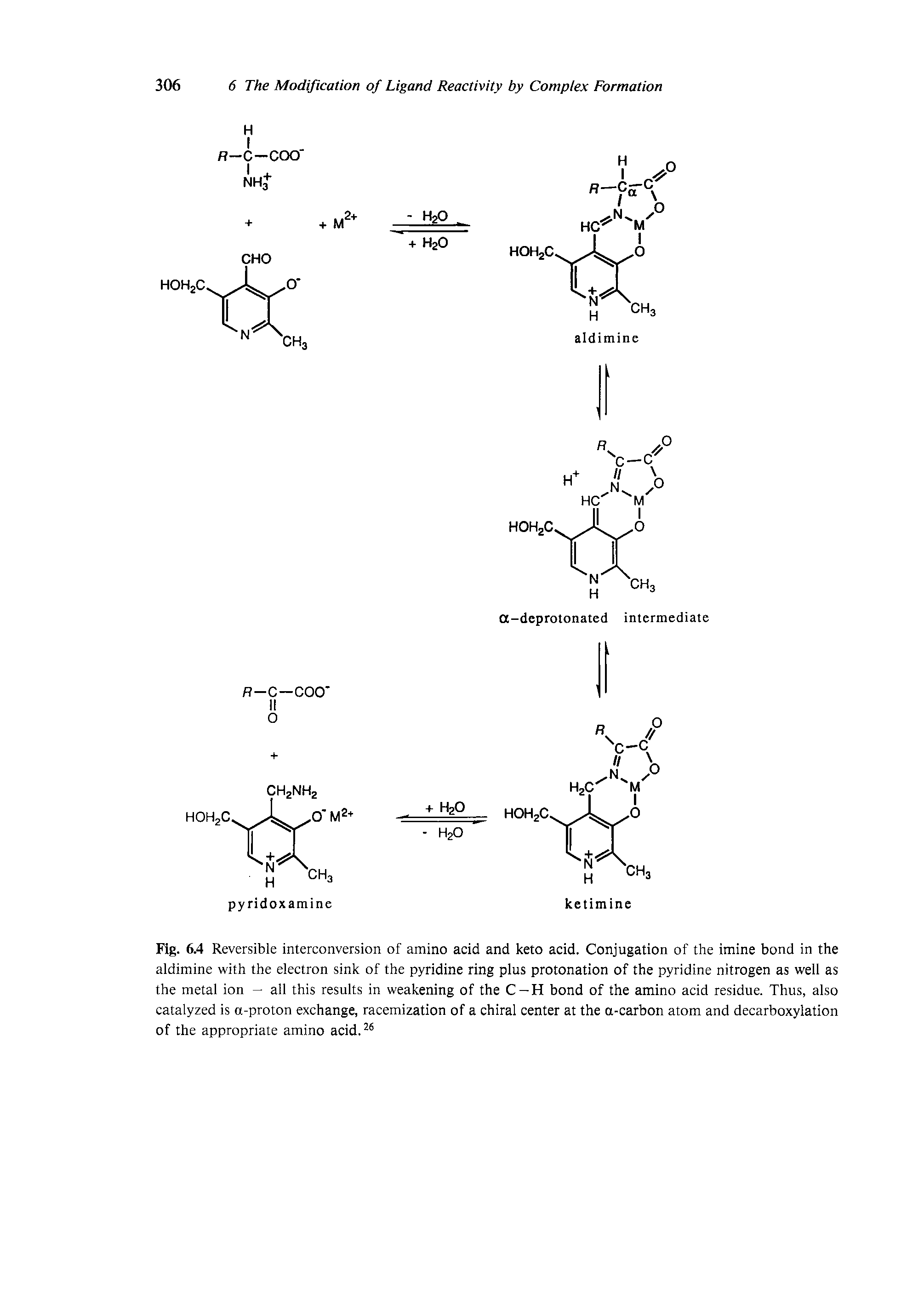 Fig. 6.4 Reversible interconversion of amino acid and keto acid. Conjugation of the imine bond in the aldimine with the electron sink of the pyridine ring plus protonation of the pyridine nitrogen as well as the metal ion - all this results in weakening of the C-H bond of the amino acid residue. Thus, also catalyzed is a-proton exchange, racemization of a chiral center at the a-carbon atom and decarboxylation of the appropriate amino acid. ...