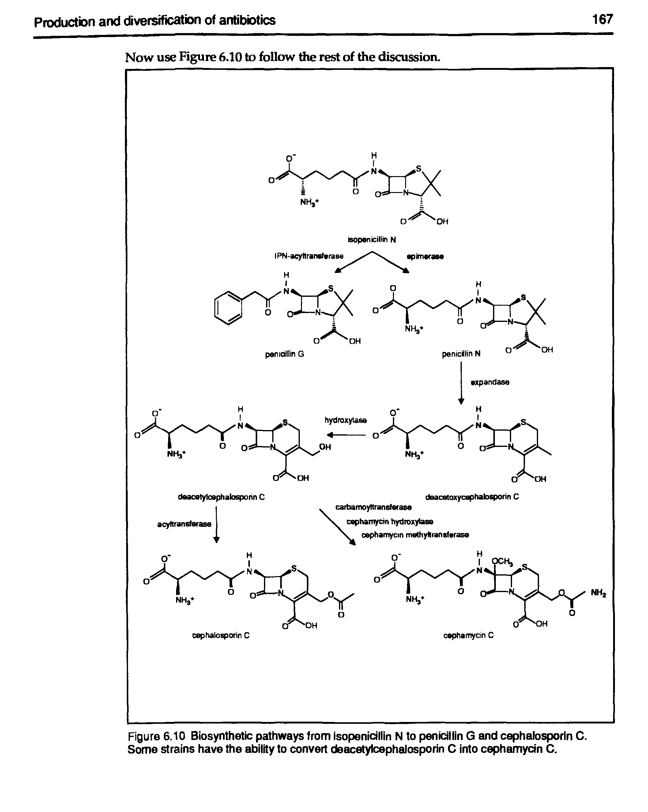 Figure 6.10 Biosynthetic pathways from isopenicillin N to penicillin G and cephalosporin C. Some strains have the ability to convert deacetylcephalosporin C into cephamycin C.