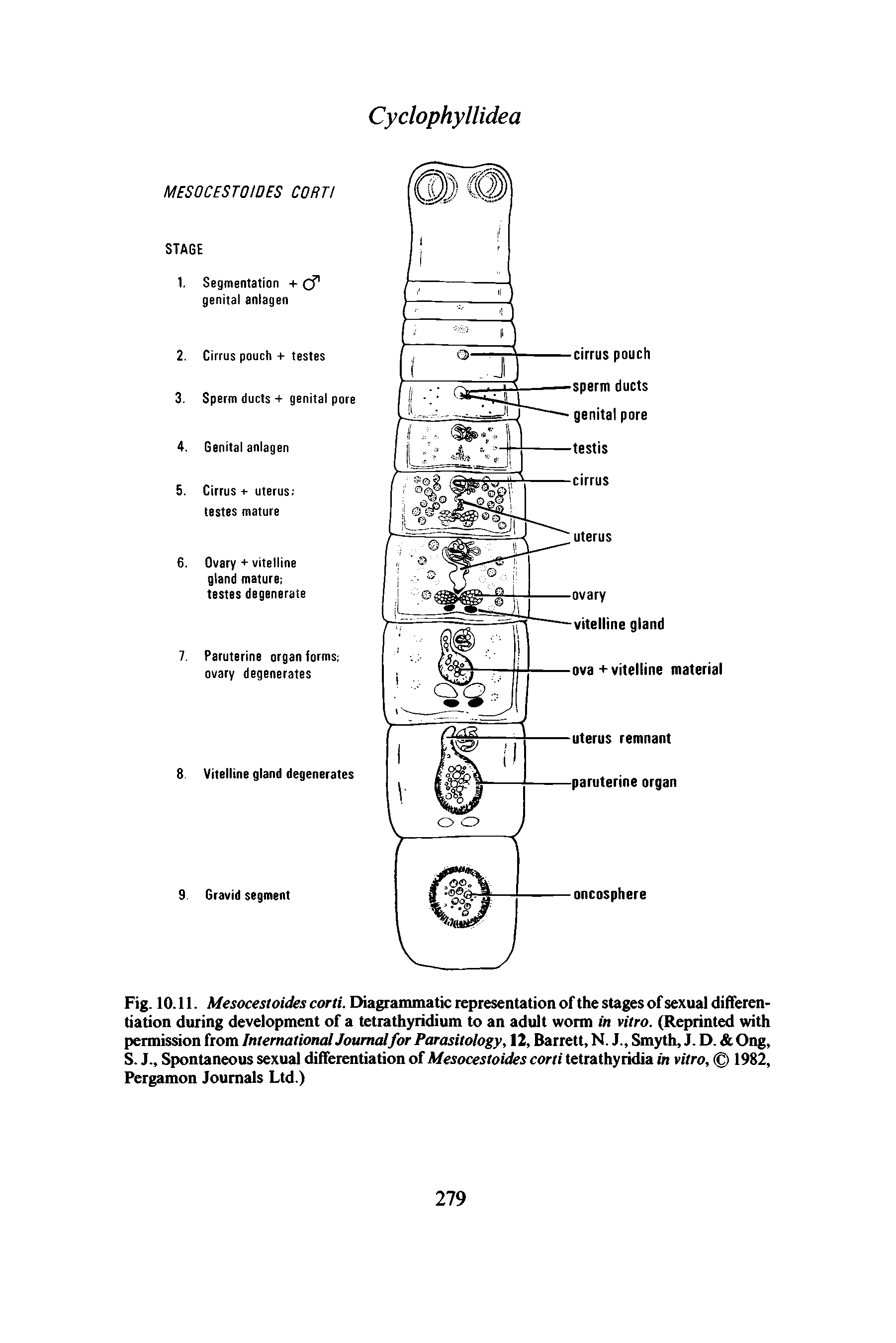 Fig. 10.11. Mesocestoides corti. Diagrammatic representation of the stages of sexual differentiation during development of a tetrathyridium to an adult worm in vitro. (Reprinted with permission from International Journalfor Parasitology, 12, Barrett, N. J., Smyth, J. D. Ong, S. J., Spontaneous sexual differentiation of Mesocestoides corti tetrathyridia in vitro, 1982, Pergamon Journals Ltd.)...