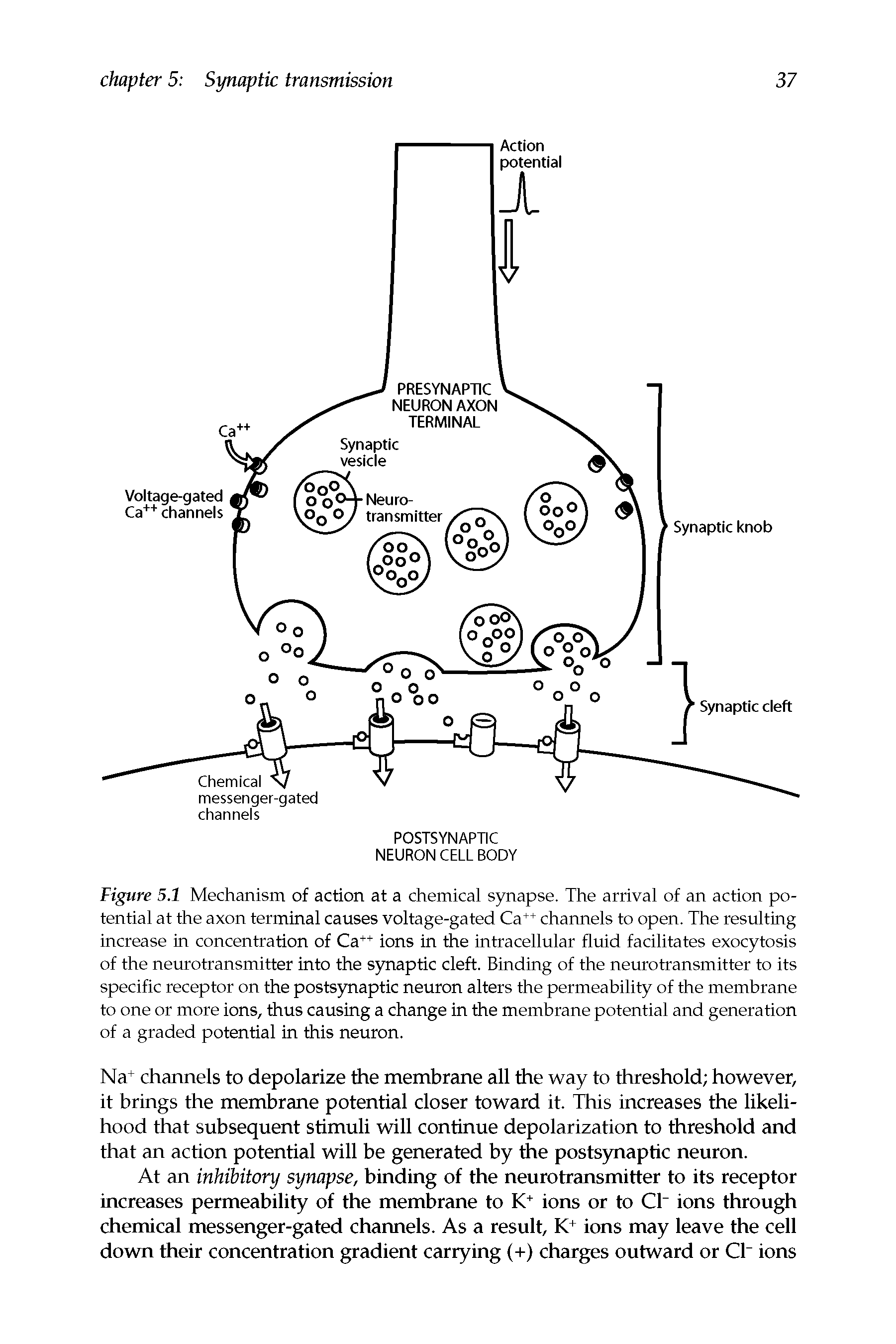 Figure 5.1 Mechanism of action at a chemical synapse. The arrival of an action potential at the axon terminal causes voltage-gated Ca++ channels to open. The resulting increase in concentration of Ca++ ions in the intracellular fluid facilitates exocytosis of the neurotransmitter into the synaptic cleft. Binding of the neurotransmitter to its specific receptor on the postsynaptic neuron alters the permeability of the membrane to one or more ions, thus causing a change in the membrane potential and generation of a graded potential in this neuron.