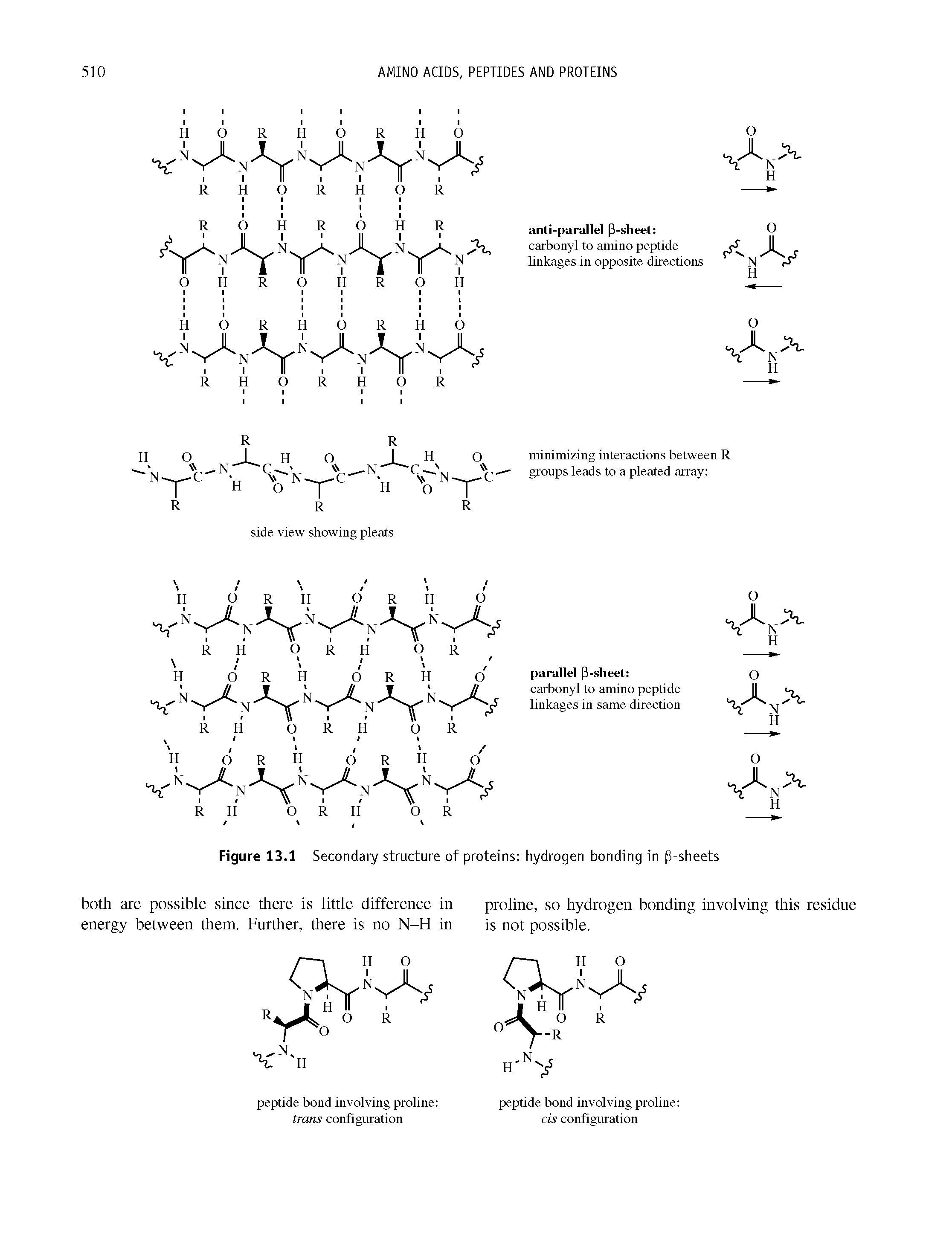 Figure 13.1 Secondary structure of proteins hydrogen bonding in 3-sheets ...