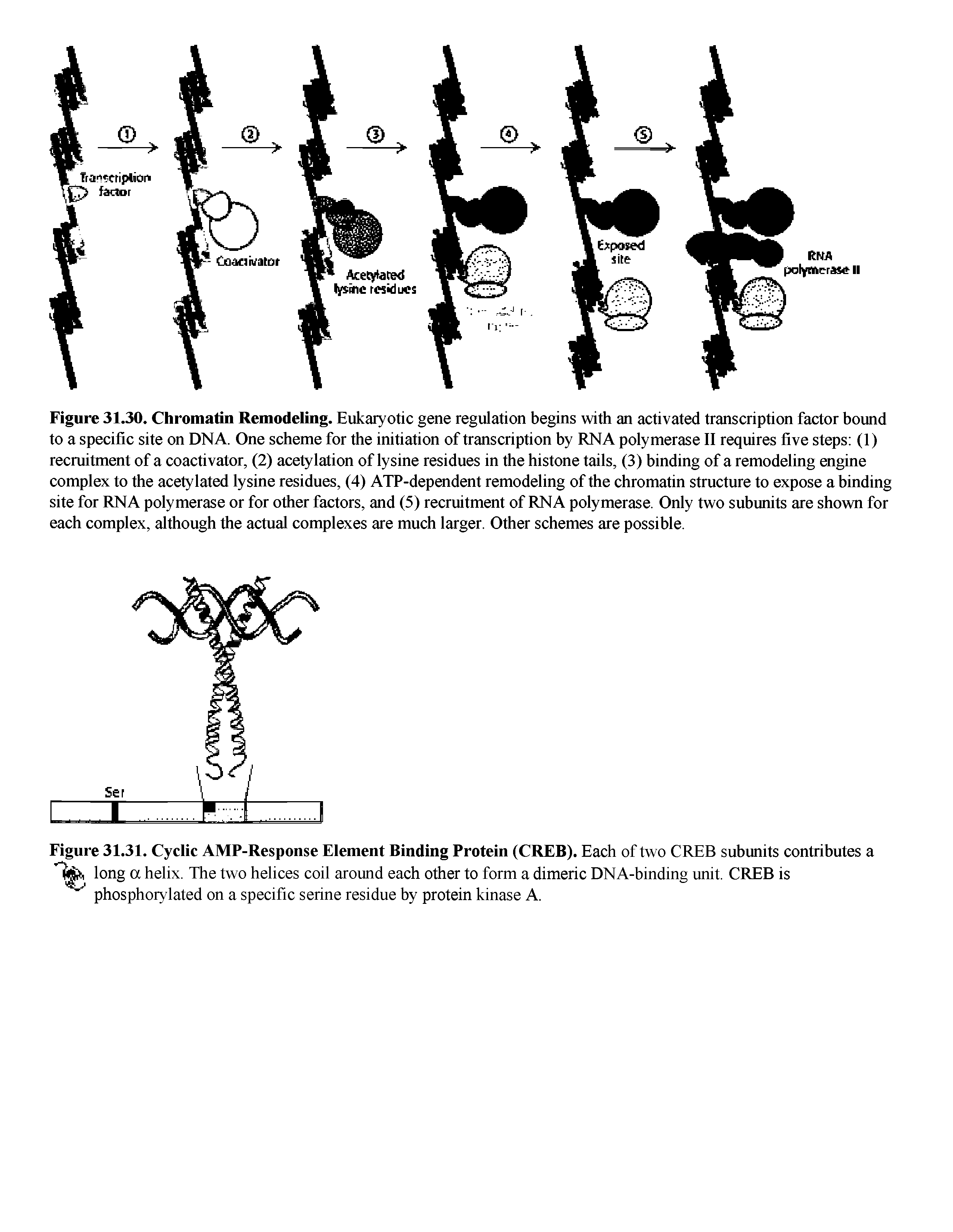 Figure 31.31. Cyclic AMP-Response Element Binding Protein (CREB). Each of two CREB subunits contributes a long a helix. The two helices coil around each other to form a dimeric DNA-binding unit. CREB is phosphorylated on a specific serine residue by protein kinase A.