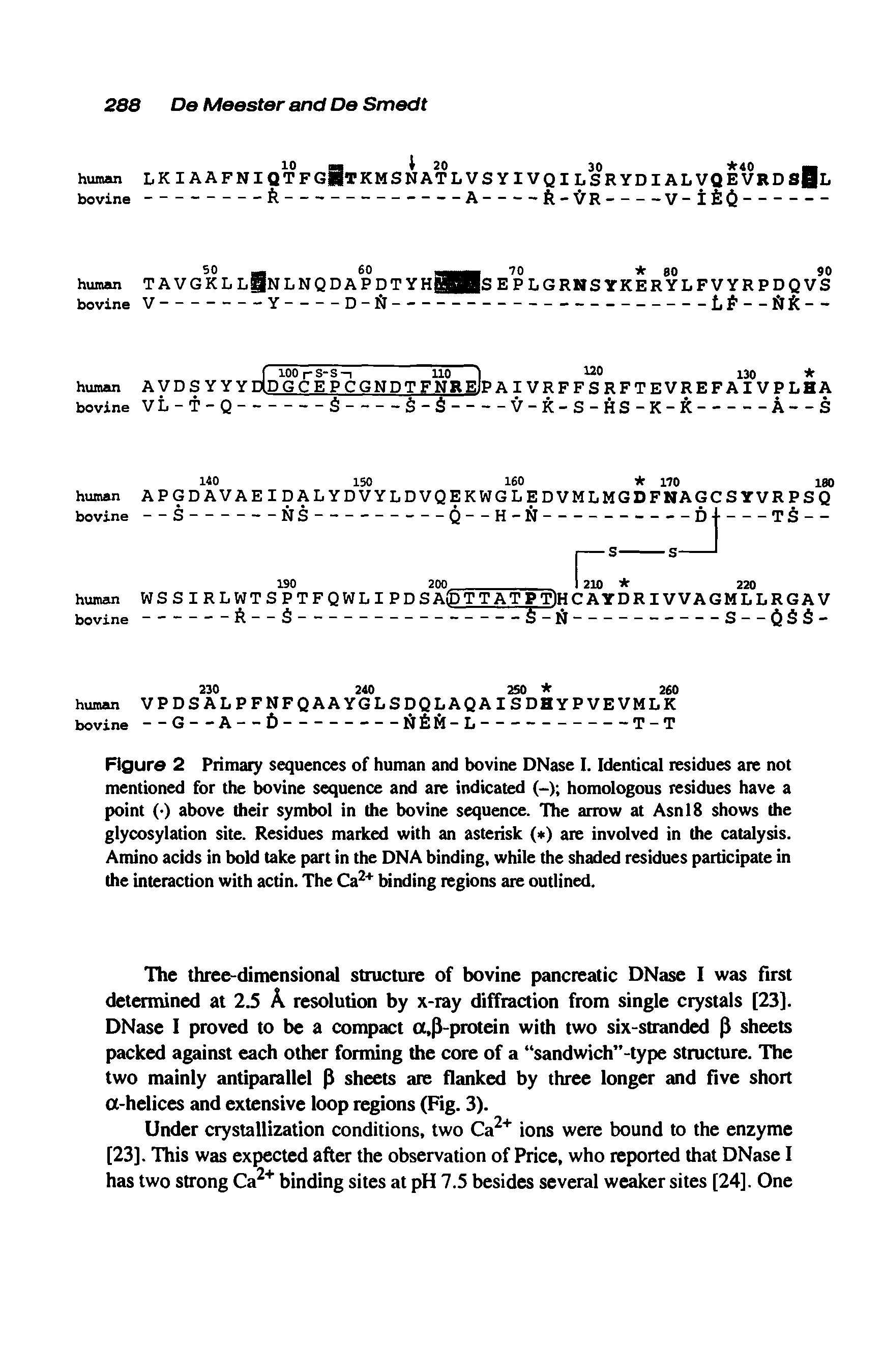 Figure 2 Primary sequences of human and bovine DNase I. Identical residues are not mentioned for the bovine sequence and are indicated (-) homologous residues have a point ( ) above their symbol in the bovine sequence. The arrow at Asnl8 shows the glycosylation site. Residues marked with an asterisk ( ) are involved in the catalysis. Amino acids in bold take part in the DNA binding, while the shaded residues participate in the interaction with actin. The Ca2+ binding regions are outlined.