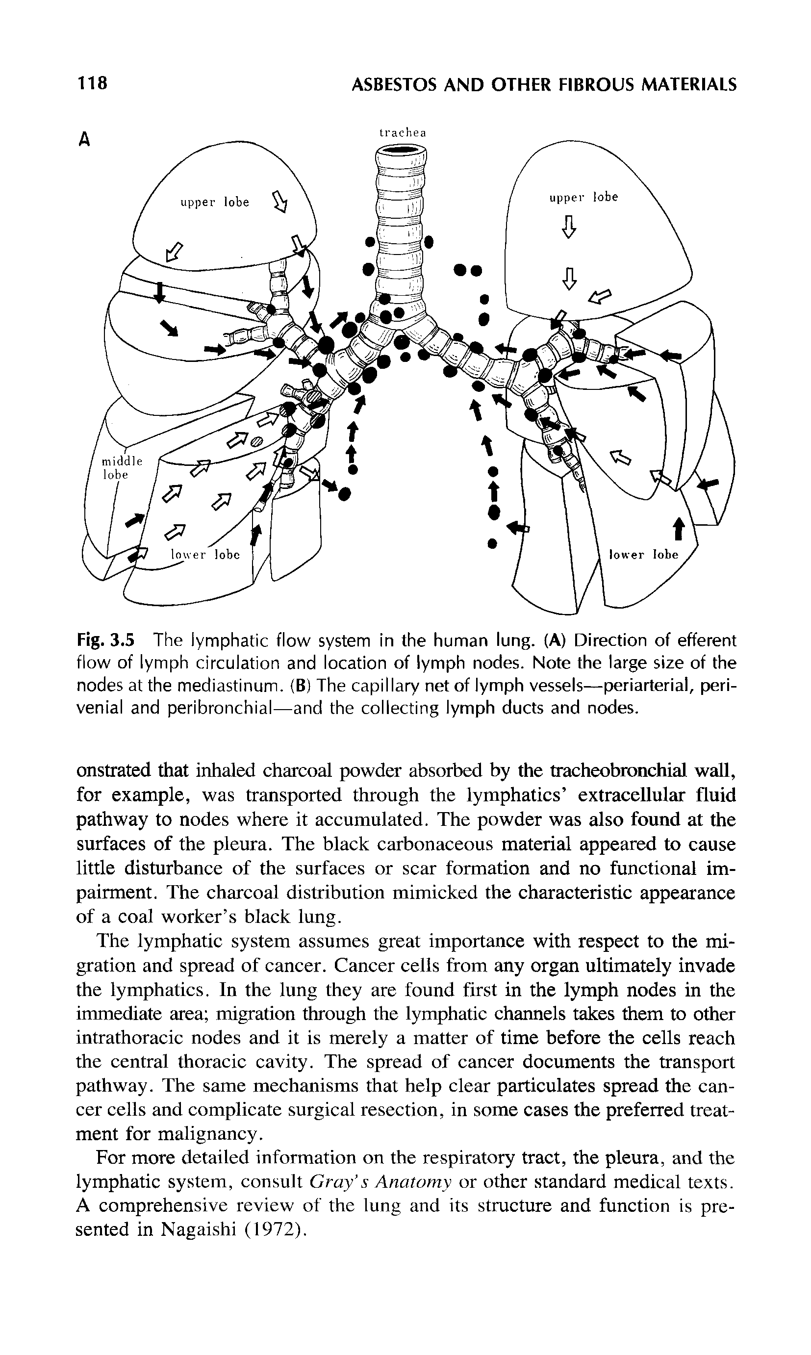 Fig. 3.5 The lymphatic flow system in the human lung. (A) Direction of efferent flow of lymph circulation and location of lymph nodes. Note the large size of the nodes at the mediastinum. (B) The capillary net of lymph vessels—periarterial, peri-venial and peribronchial—and the collecting lymph ducts and nodes.