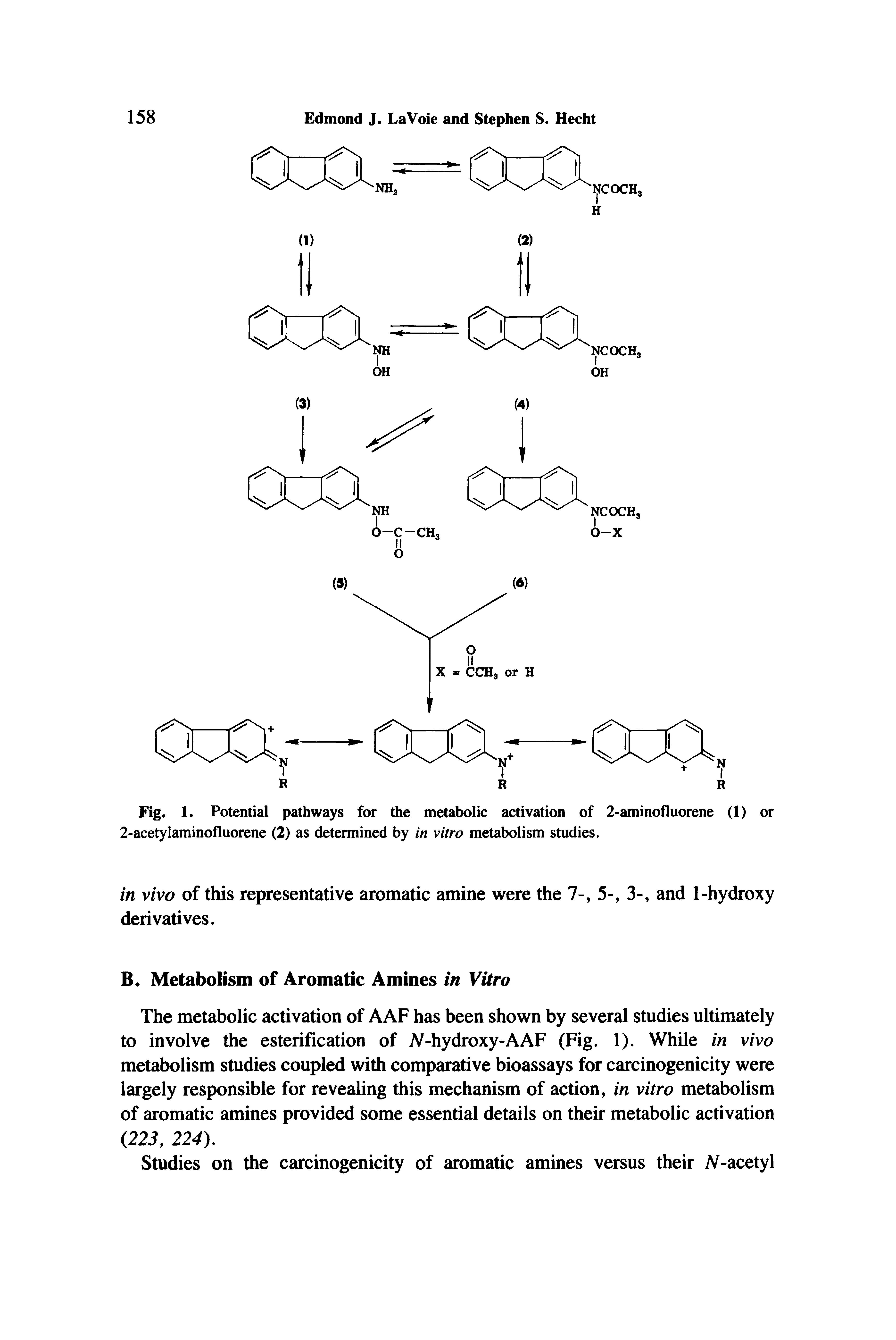 Fig. 1. Potential pathways for the metabolic activation of 2-aminofluorene (1) or 2-acetylaminofluorene (2) as determined by in vitro metabolism studies.
