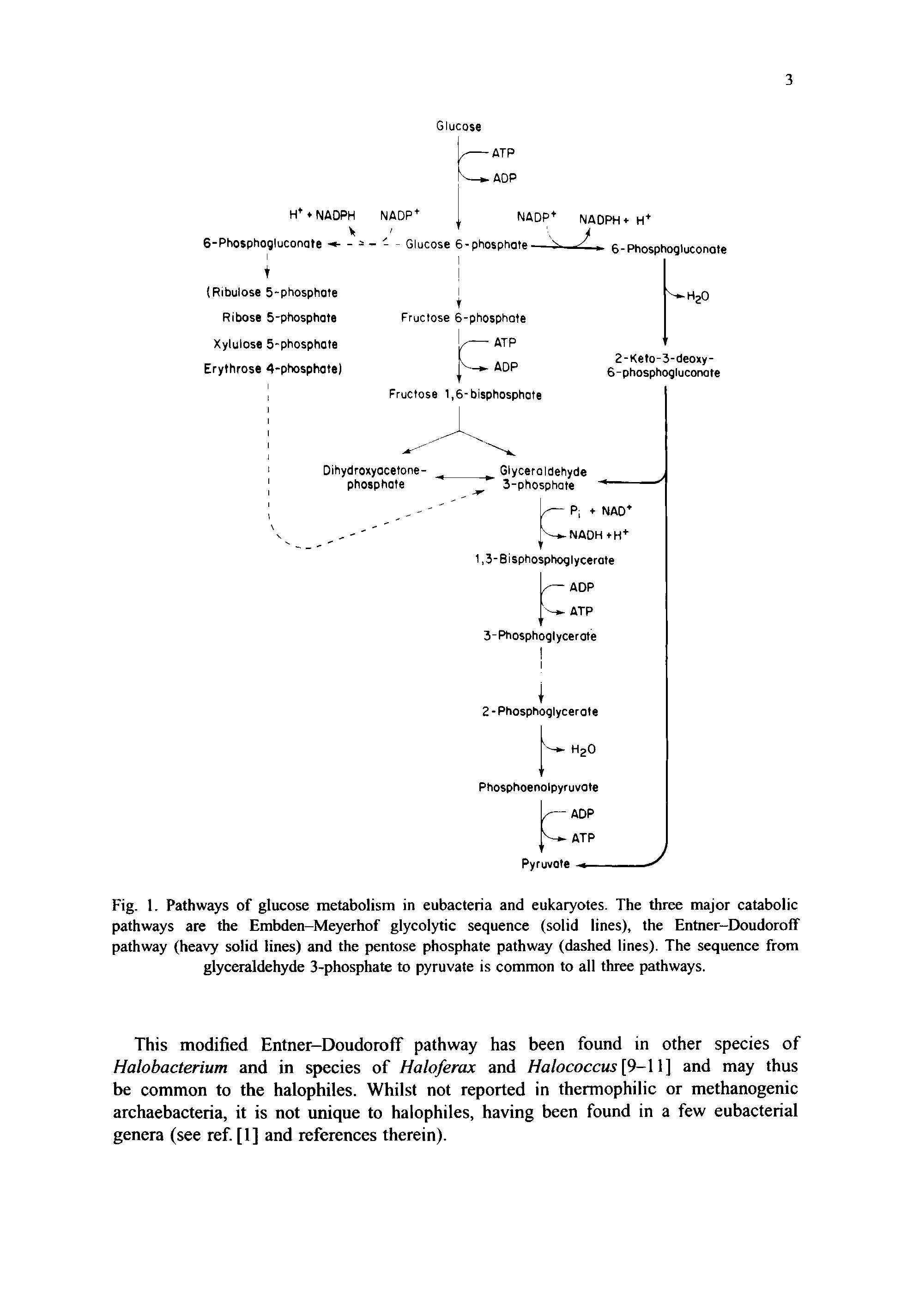 Fig. 1. Pathways of glucose metabolism in eubacteria and eukaryotes. The three major catabolic pathways are the Embden-Meyerhof glycolytic sequence (solid lines), the Entner-Doudoroff pathway (heavy solid lines) and the pentose phosphate pathway (dashed lines). The sequence from glyceraldehyde 3-phosphate to pyruvate is common to all three pathways.