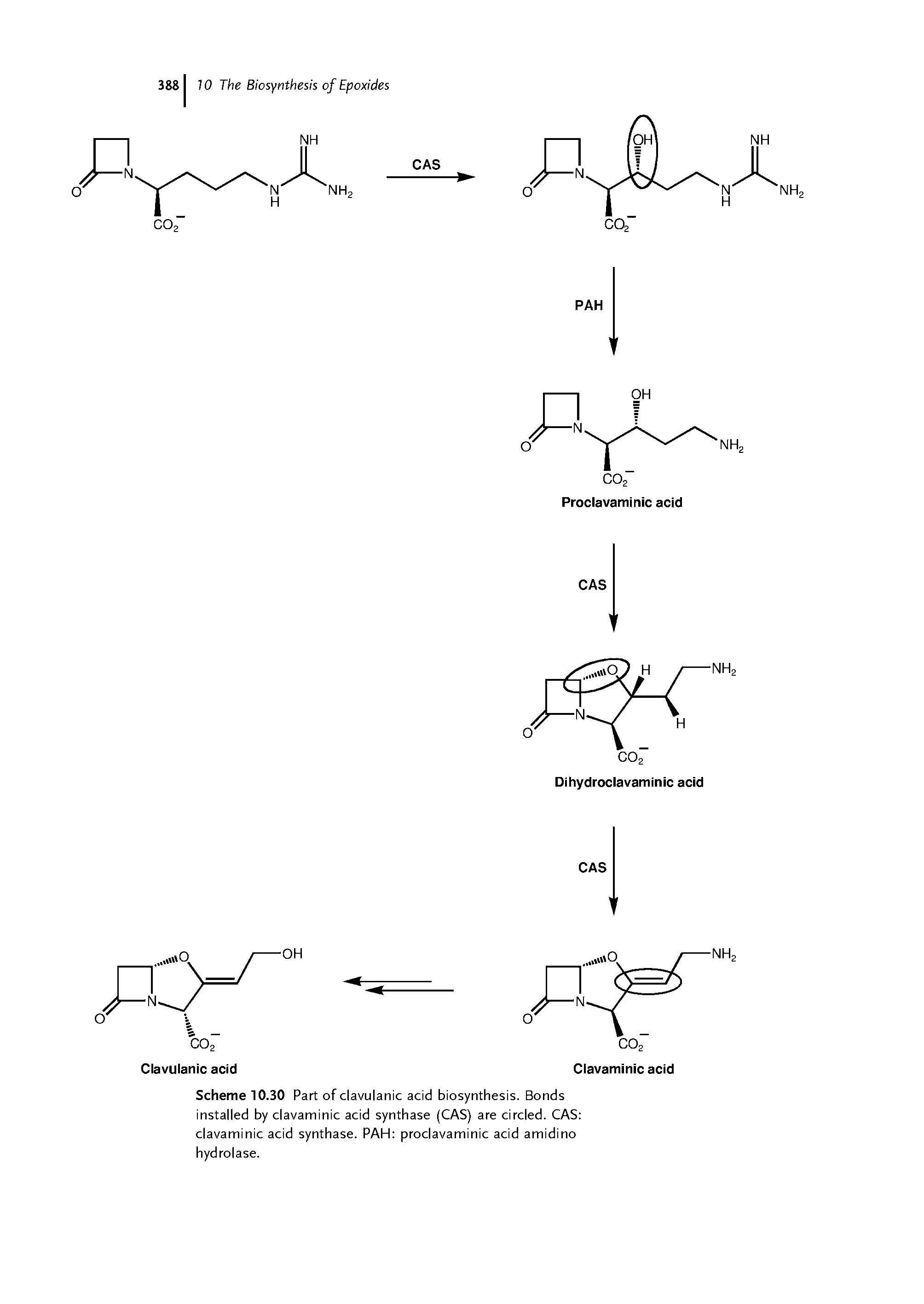Scheme 10.30 Part of clavulanic acid biosynthesis. Bonds installed byclavaminic acid synthase (CAS) are circled. CAS clavaminic acid synthase. PAH proclavaminic acid amidino hydrolase.