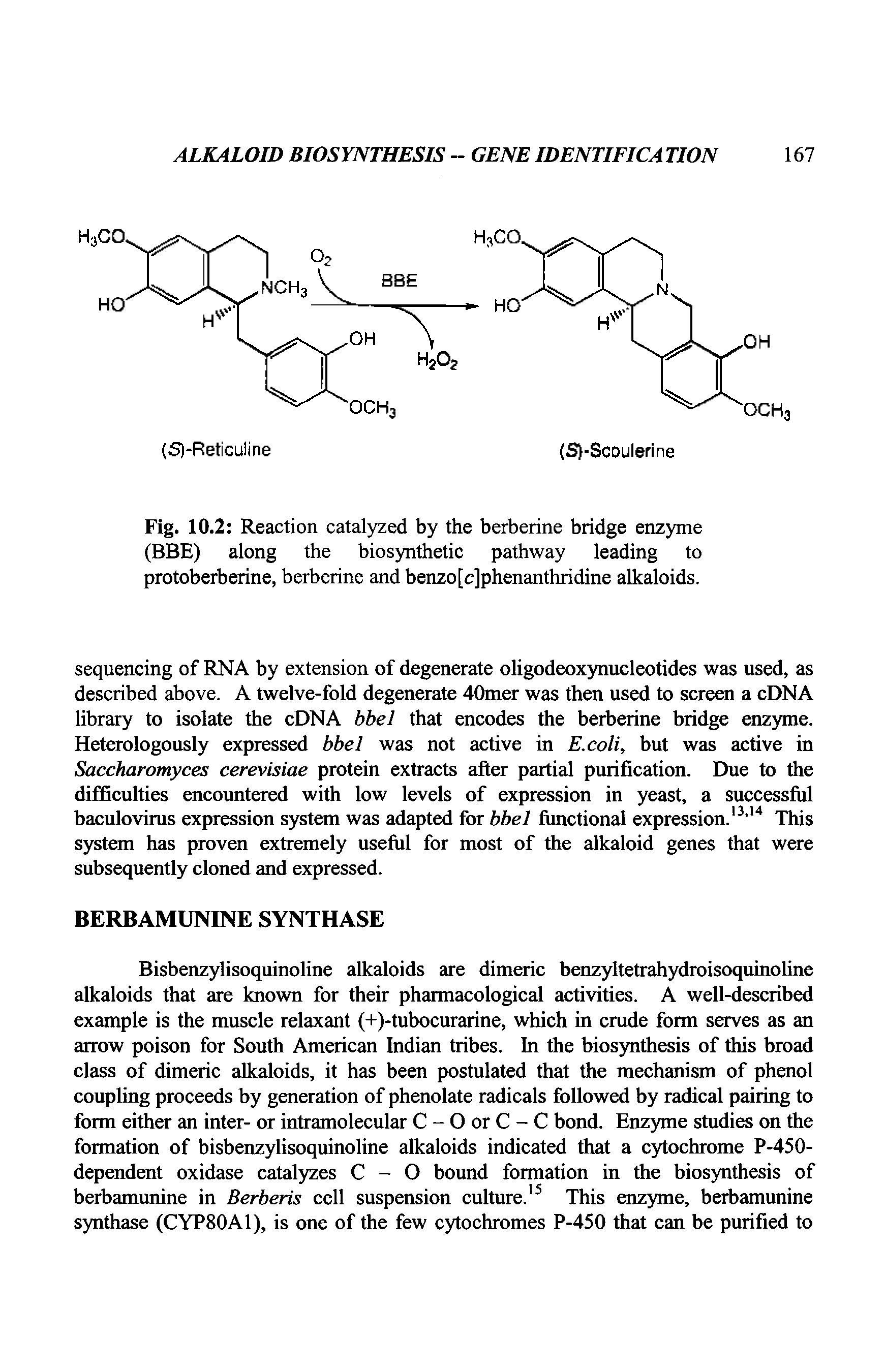 Fig. 10.2 Reaction catalyzed by the berberine bridge enzyme (BBE) along the biosynthetic pathway leading to protoberberine, berberine and benzo[c]phenanthridine alkaloids.