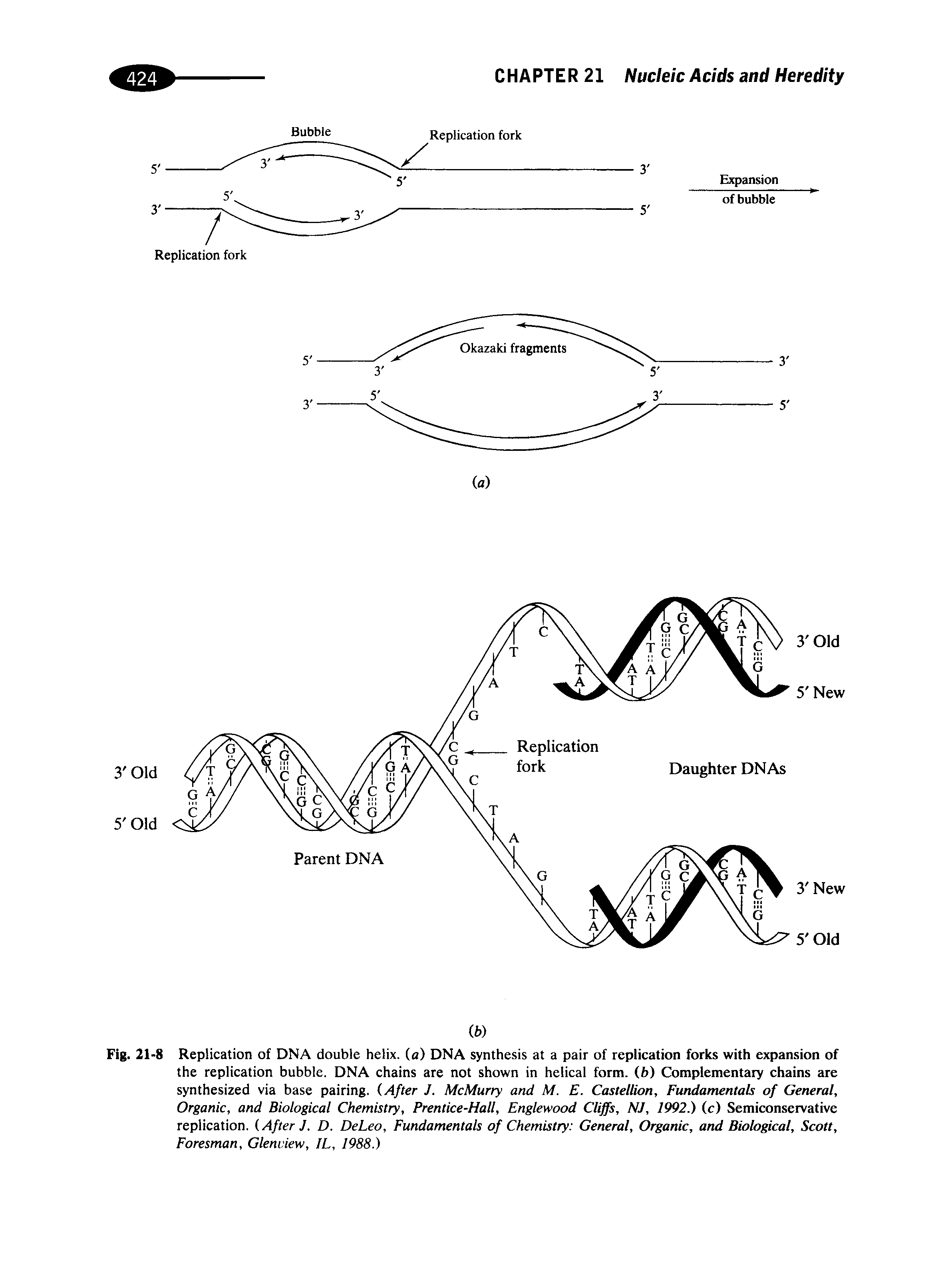 Fig. 21-8 Replication of DNA double helix, (a) DNA synthesis at a pair of replication forks with expansion of the replication bubble. DNA chains are not shown in helical form, (ft) Complementary chains are synthesized via base pairing. (After J. McMurry and M. E. Castellion, Fundamentals of General, Organic, and Biological Chemistry, Prentice-Hall, Englewood Cliffs, NJ, 1992.) (c) Semiconservative replication. (After J. D. DeLeo, Fundamentals of Chemistry General, Organic, and Biological, Scott, Foresman, Glenview, IL, 1988.)...