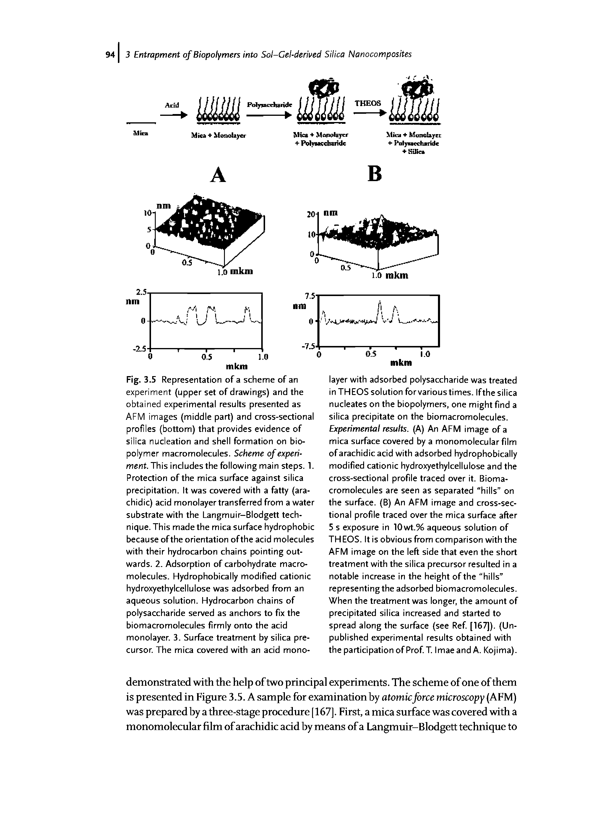 Fig. 3.5 Representation of a scheme of an experiment (upper set of drawings) and the obtained experimental results presented as AFM images (middle part) and cross-sectional profiles (bottom) that provides evidence of silica nucleation and shell formation on biopolymer macromolecules. Scheme of experiment. This includes the following main steps. 1. Protection of the mica surface against silica precipitation. It was covered with a fatty (ara-chidic) acid monolayer transferred from a water substrate with the Langmuir-Blodgett technique. This made the mica surface hydrophobic because of the orientation of the acid molecules with their hydrocarbon chains pointing outwards. 2. Adsorption of carbohydrate macromolecules. Hydrophobically modified cationic hydroxyethylcellulose was adsorbed from an aqueous solution. Hydrocarbon chains of polysaccharide served as anchors to fix the biomacromolecules firmly onto the acid monolayer. 3. Surface treatment by silica precursor. The mica covered with an acid mono-...