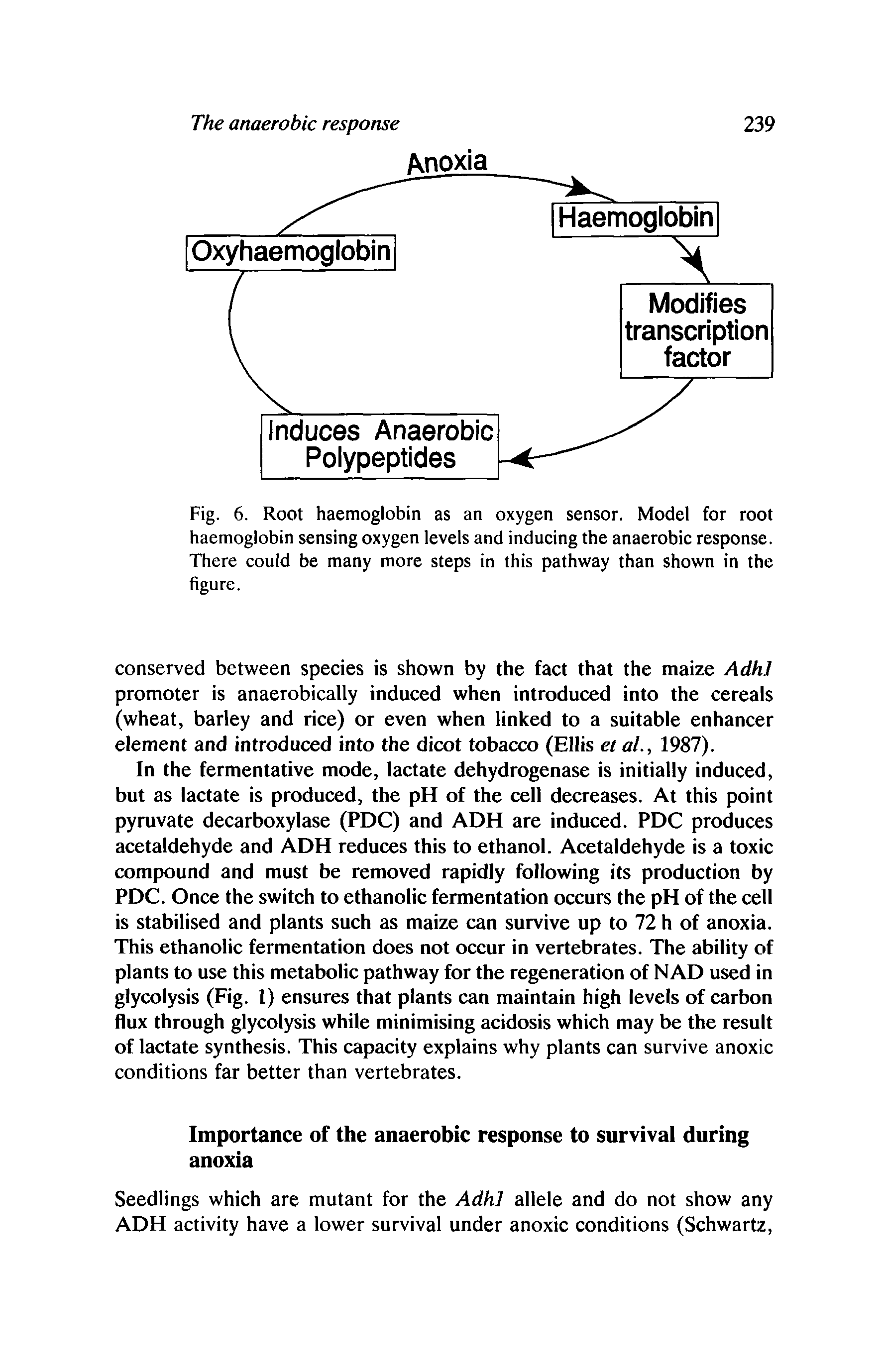 Fig. 6. Root haemoglobin as an oxygen sensor. Model for root haemoglobin sensing oxygen levels and inducing the anaerobic response. There could be many more steps in this pathway than shown in the figure.