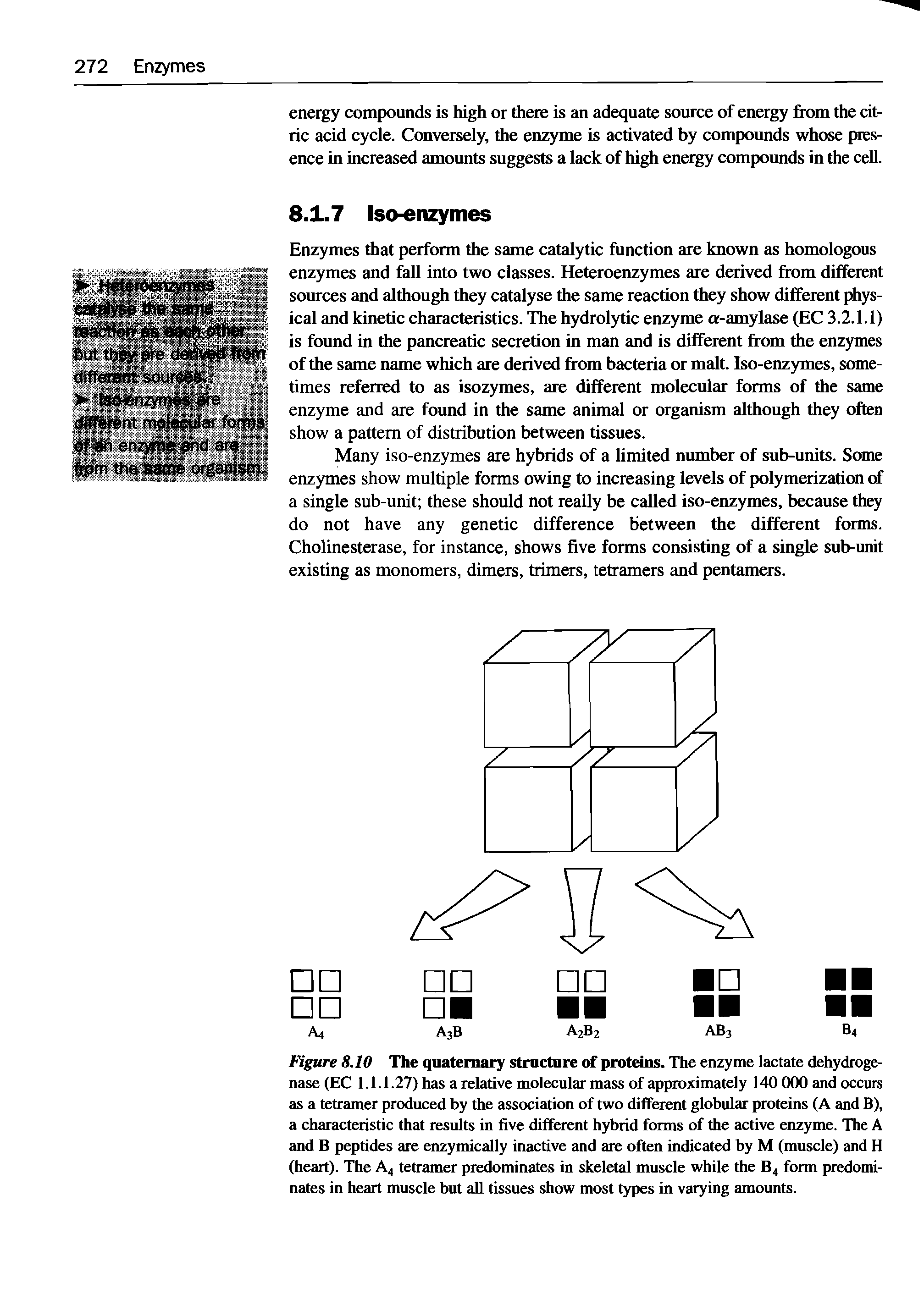 Figure 8.10 The quaternary structure of proteins. The enzyme lactate dehydrogenase (EC 1.1.1.27) has a relative molecular mass of approximately 140 000 and occurs as a tetramer produced by the association of two different globular proteins (A and B), a characteristic that results in five different hybrid forms of the active enzyme. The A and B peptides are enzymically inactive and are often indicated by M (muscle) and H (heart). The A4 tetramer predominates in skeletal muscle while the B4 form predominates in heart muscle but all tissues show most types in varying amounts.
