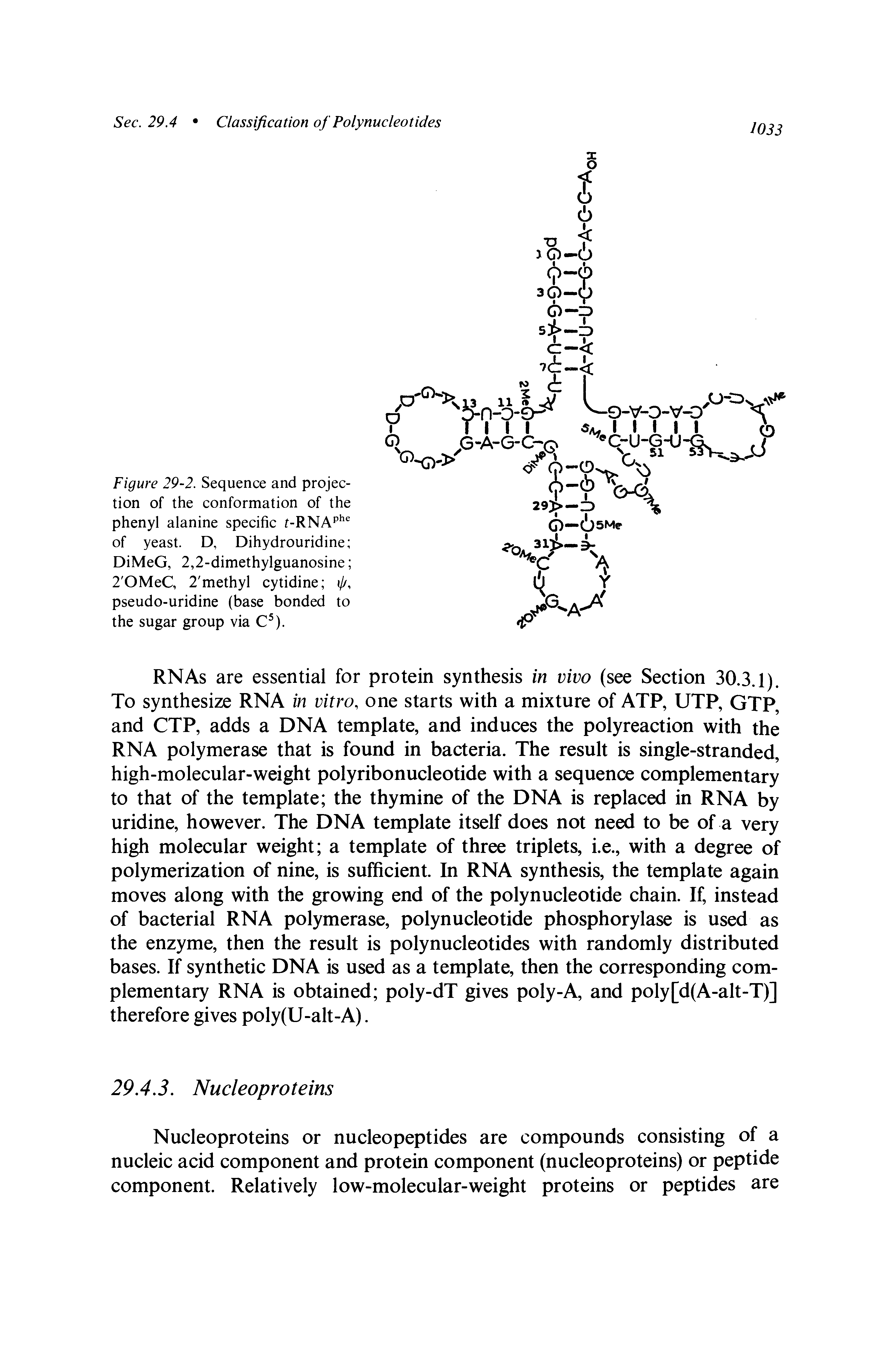 Figure 29-2. Sequence and projection of the conformation of the phenyl alanine specific f-RNAP " of yeast. D, Dihydrouridine DiMeG, 2,2-dimethylguanosine 2 OMeC, 2 methyl cytidine ij/, pseudo-uridine (base bonded to the sugar group via C ).